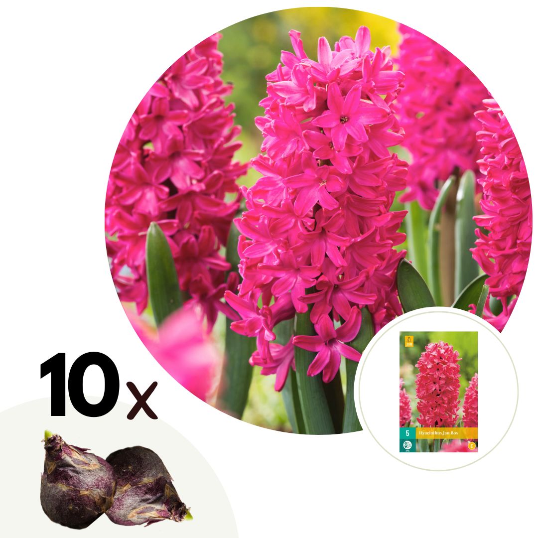 Jan Merlin Jacinto - 10 pzs - Hyacinthus 'Jan Bos' - Bulbos de flores - Rojo ...