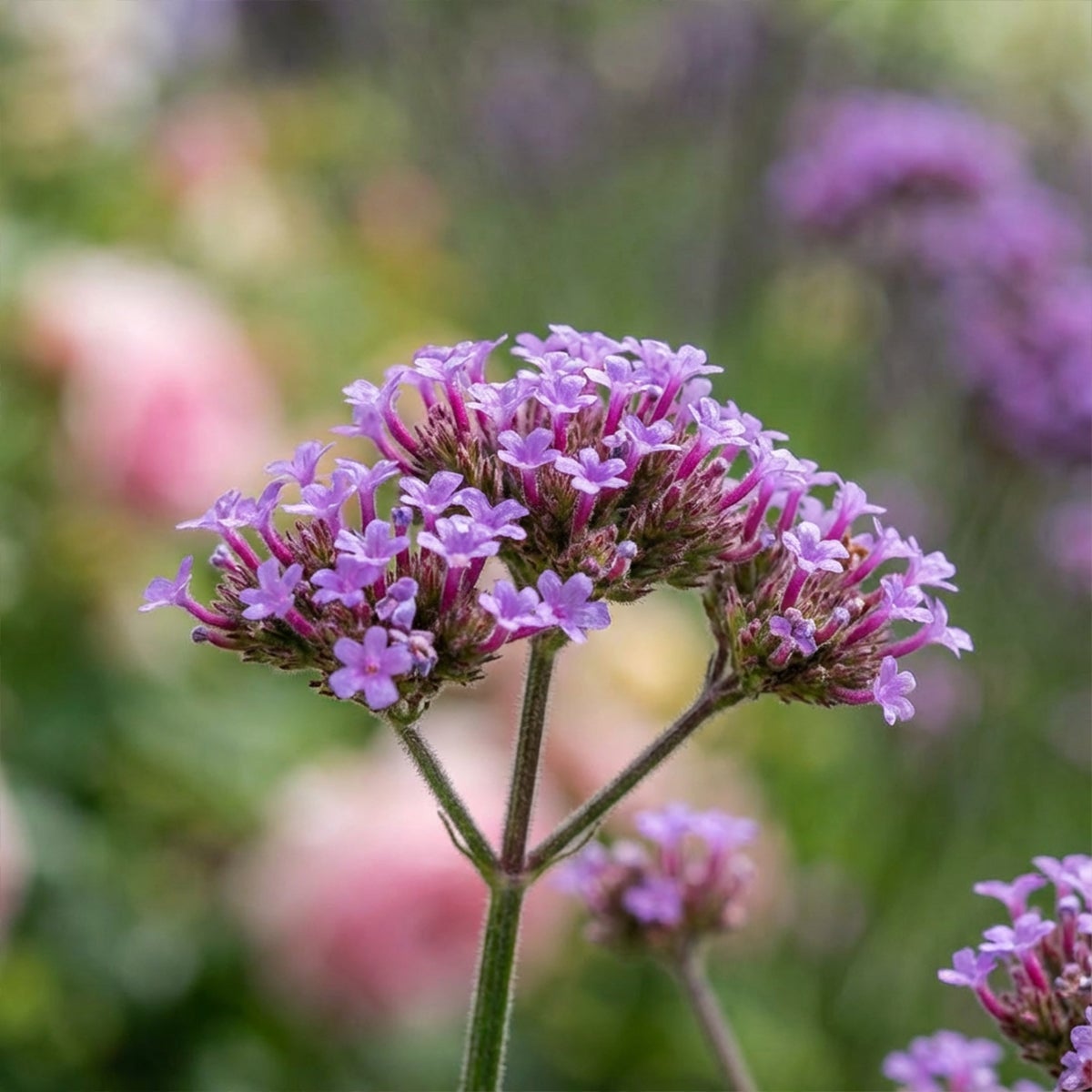 Lot de 6 - Verbena bonariensis - Verveine de Buenos Aires - Rustique - H. 10-20 cm - P. 9 cm - 2