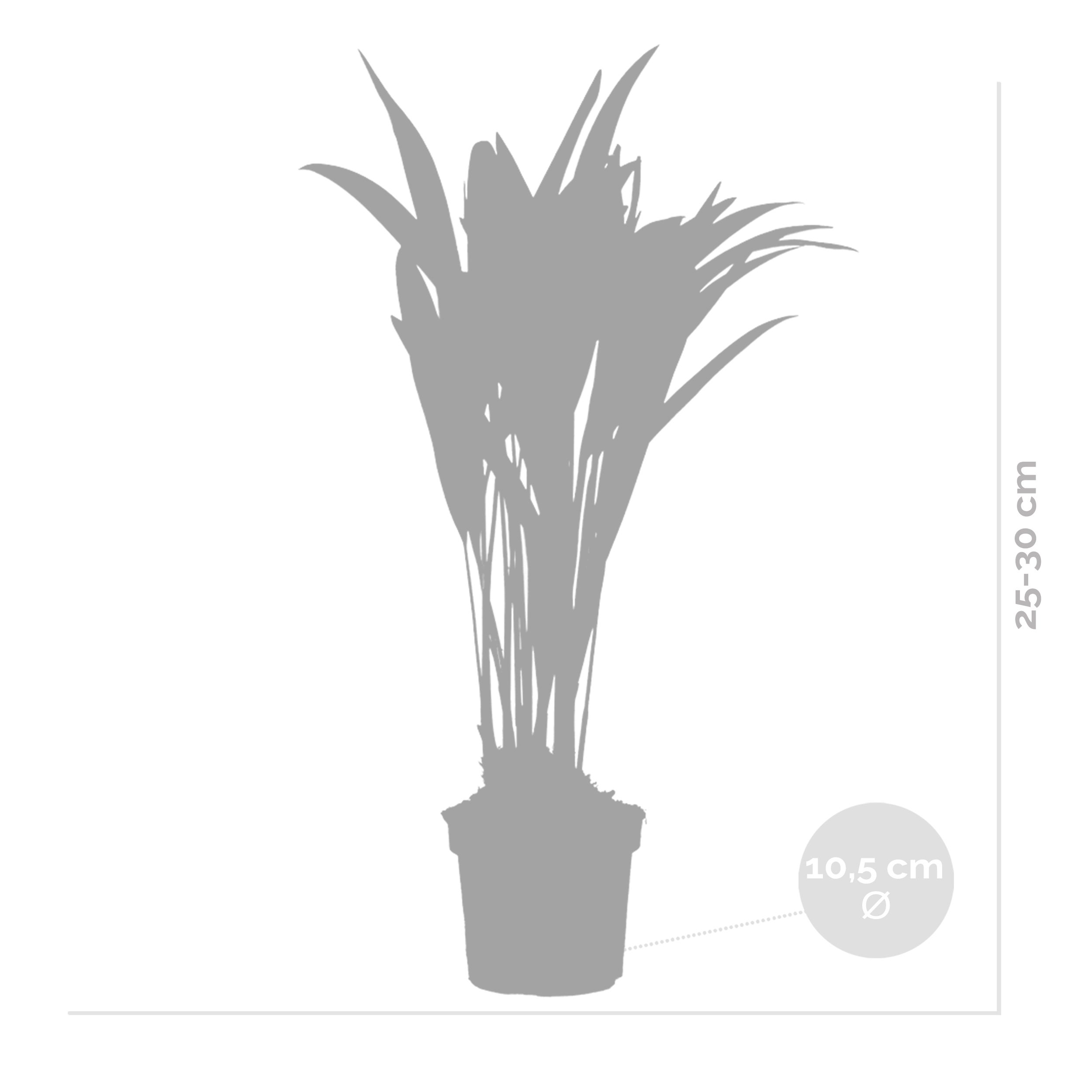 Lot de 2 - Dypsis Lutescens - Palmier Areca - Plantes d’intérieur - H. 20-30 cm - P. 10,5 cm - 5