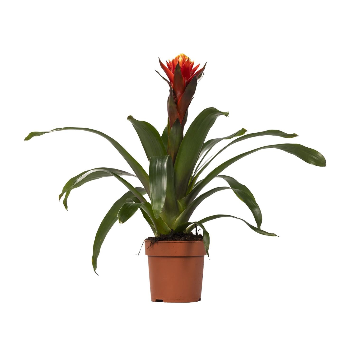 Guzmania Happiness - Roślina tropikalna doniczkowa Ø12cm ↕45cm z barwnymi kwiatami