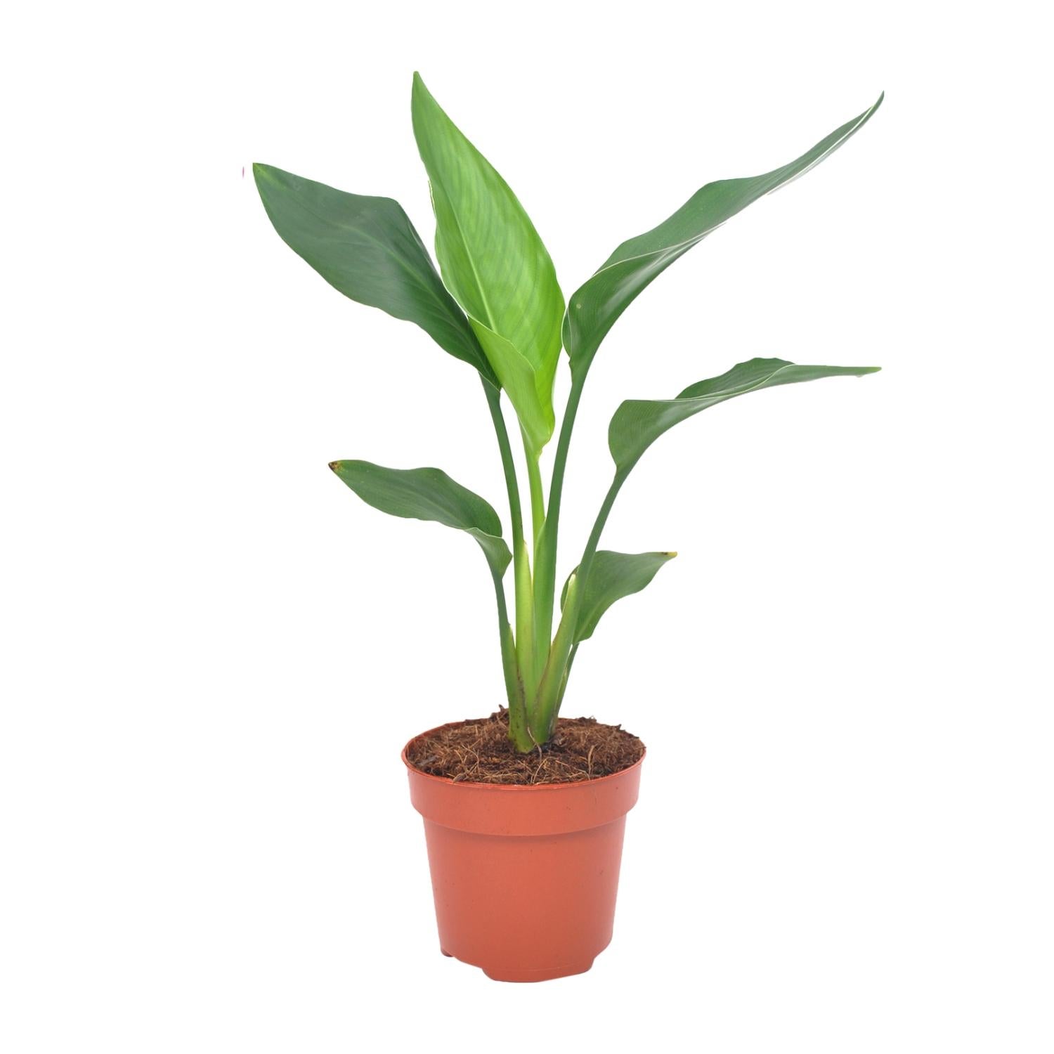 Strelitzia Reginae - Ø12-40cm - Kwiat Rajski Tropikalny do Wnętrz i Na Zewnątrz Łatwy w Pielęgnacji