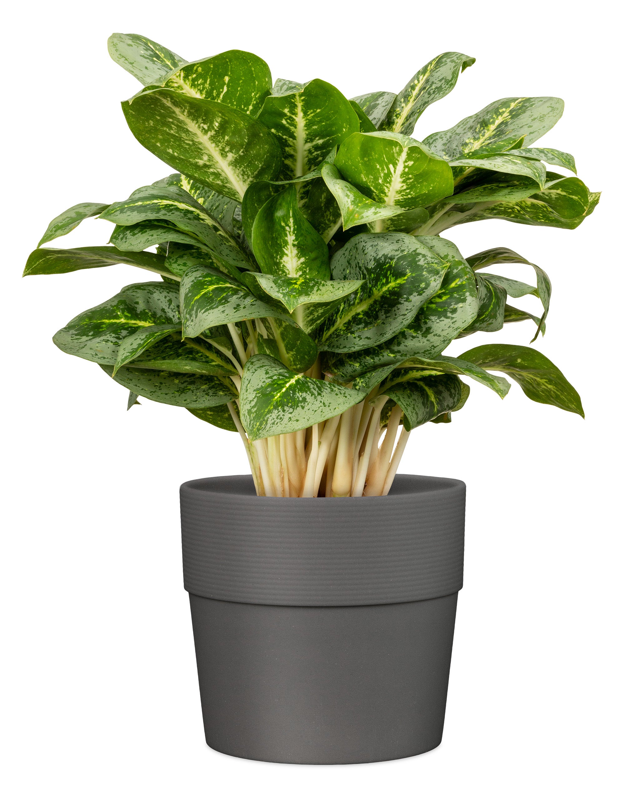Scheurich Groove 25, pot de fleurs/plantes, rond, en plastique couleur: Nero, 24,5 cm de diamètre, 22,5 cm de hauteur, 7,7 l vol. - 5