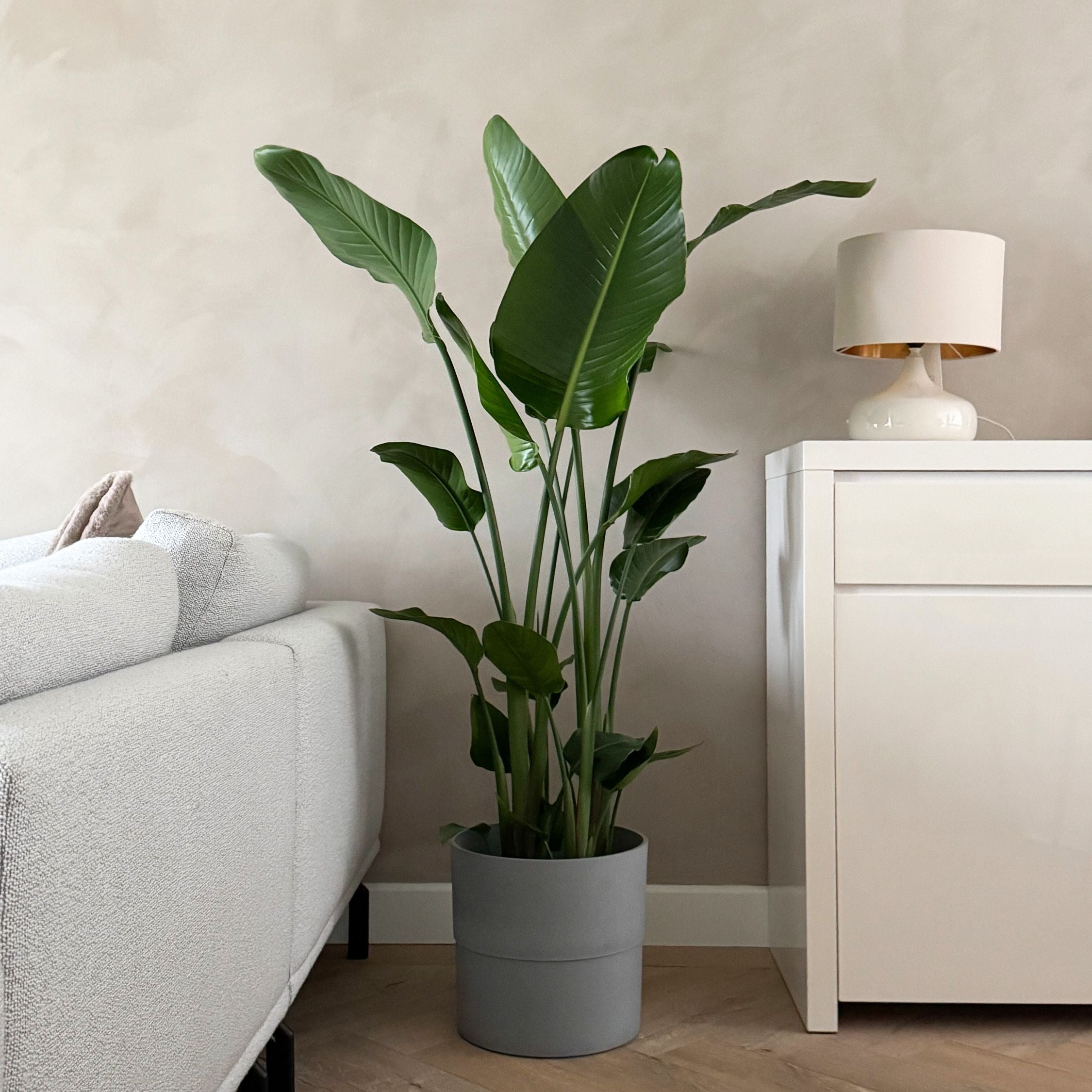 Oiseau de paradis - Strelitzia nicolai - Hauteur 150-170cm - ⌀28cm - 3