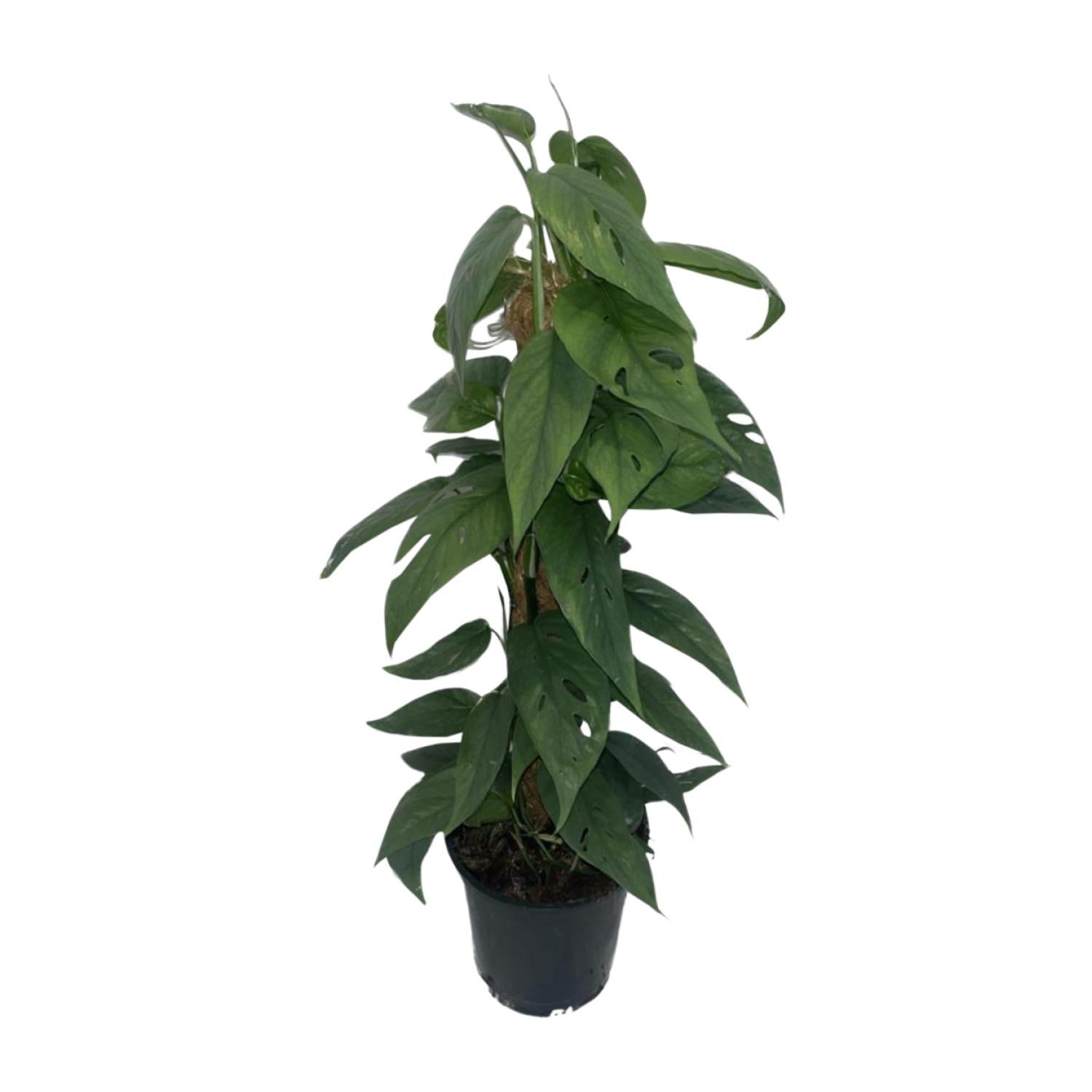 Epipremnum Cebu Blue Mosstok Plante tropicale grimpante Ø15cm ↕60cm — free download
