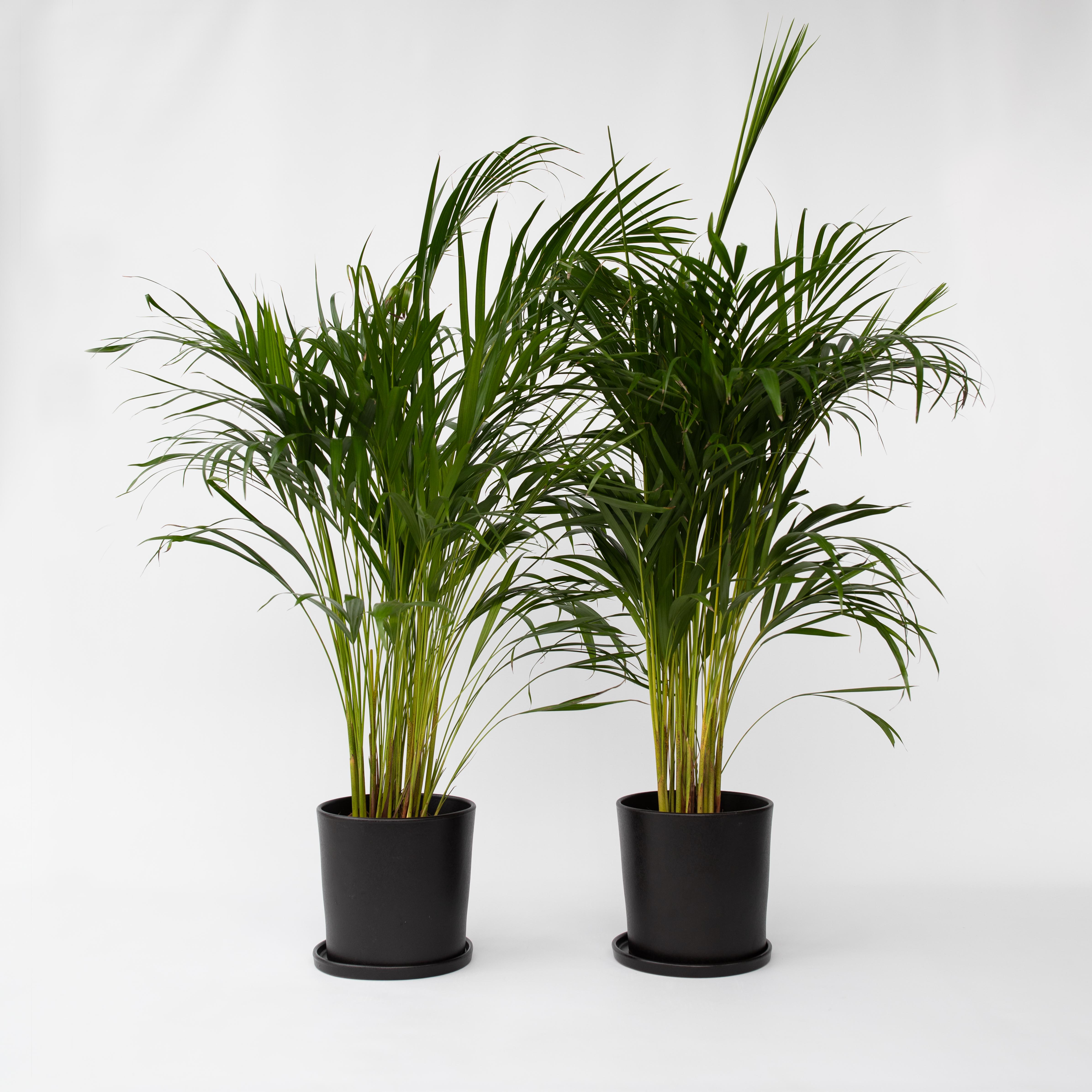 Palmier areca - Set de 2 - Dypsis lutescens - Hauteur 100-120cm - ⌀21cm - 6
