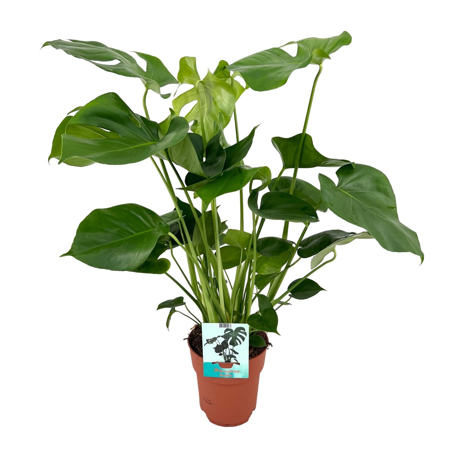 Monstera Deliciosa - Roślina Doniczkowa Tropikalna - Doniczka 19cm - Wysokość 60cm