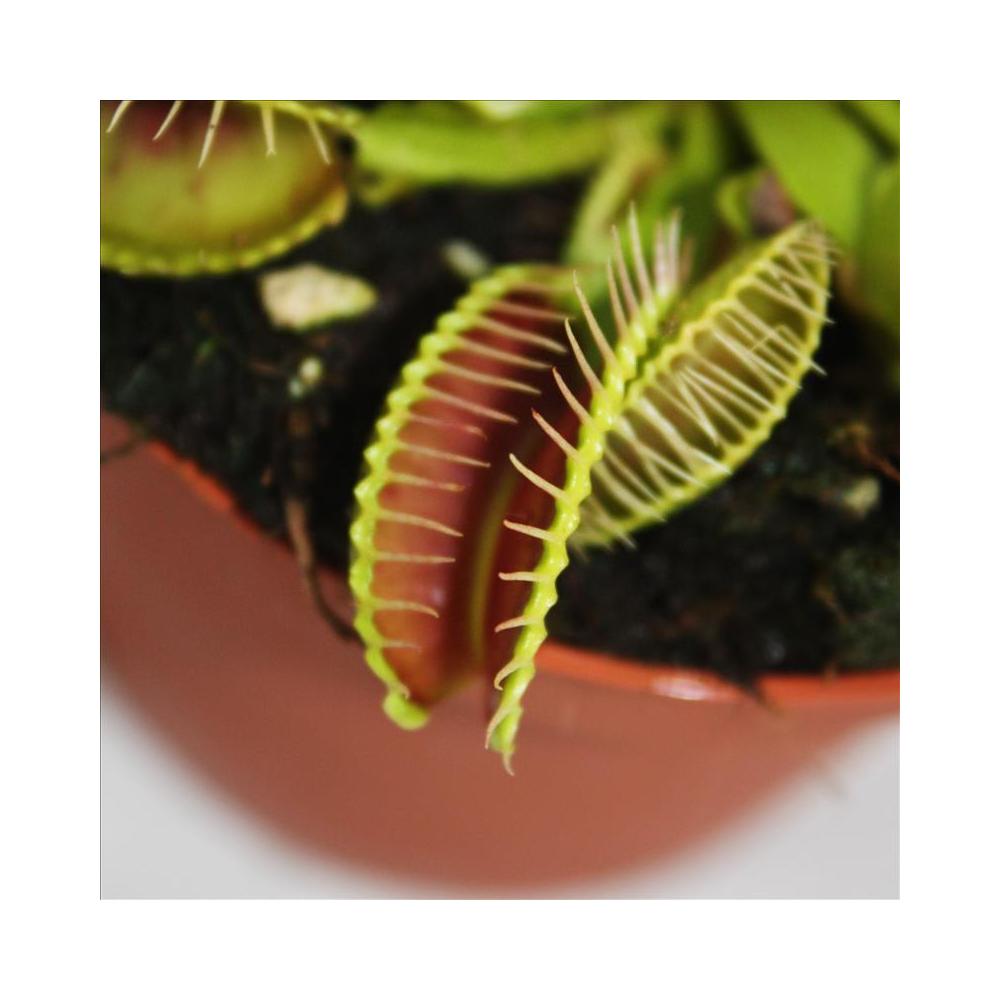 Piège à mouches Vénus - Dionaea muscipula - pot de 9cm - 3