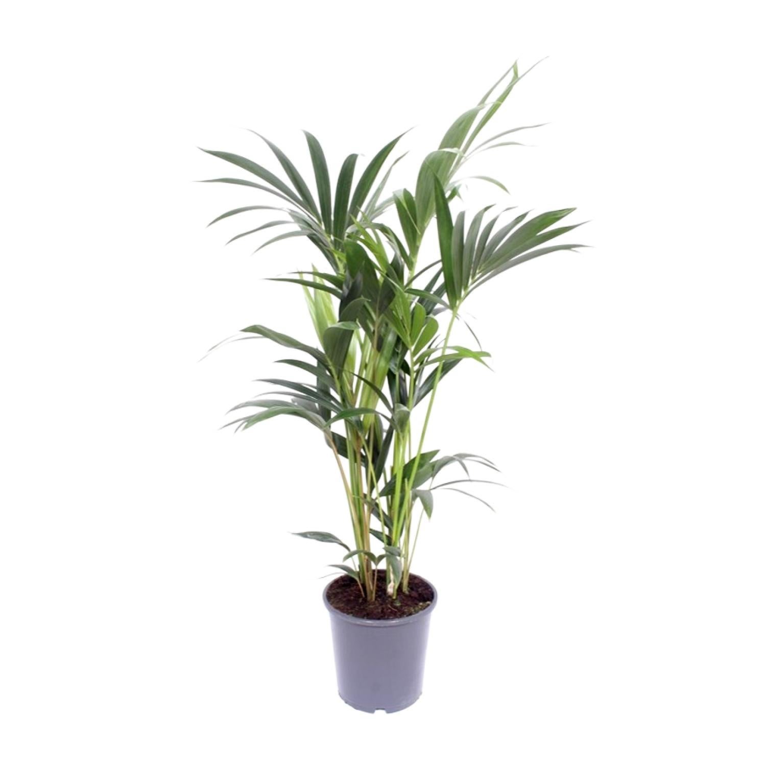 Howea forsteriana - Palma Kentia - Roślina doniczkowa - Doniczka Ø17cm - Wysokość 75cm