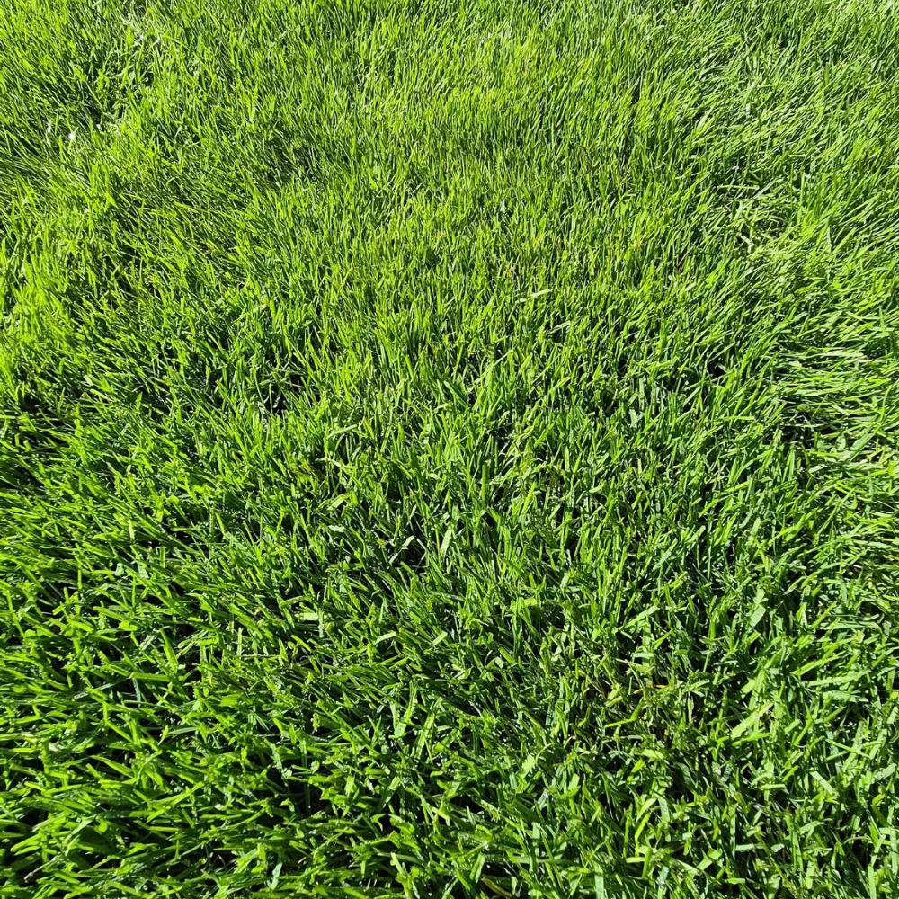 Gazon Sport et Jeux TEAM GREEN 25 kg - 1000 m² - 2
