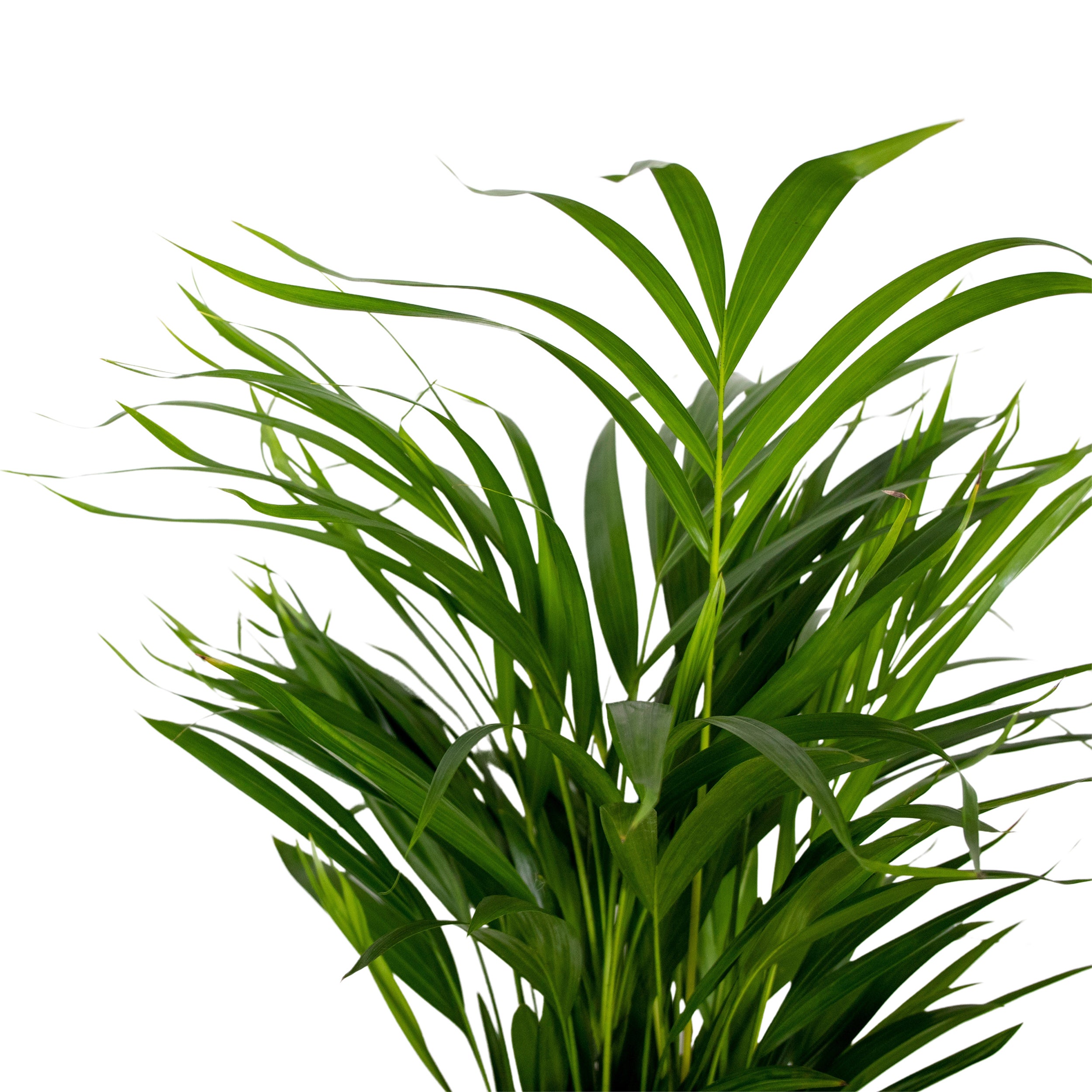 Dypsis Lutescens - Palmier Areca - Plantes d’intérieur - Dépolluante - H. 60-70 cm - P. 17 cm - 3