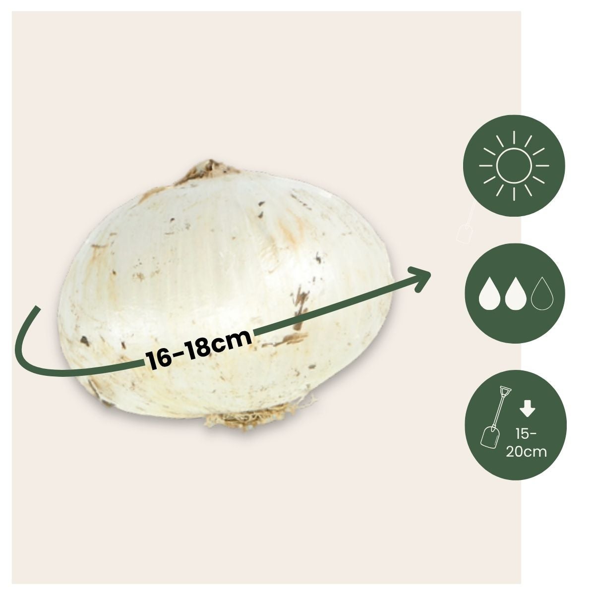 5 Bulbi Allium Giganteum - Cipolle Ornamentali Giganti Per Giardino - Foto 5