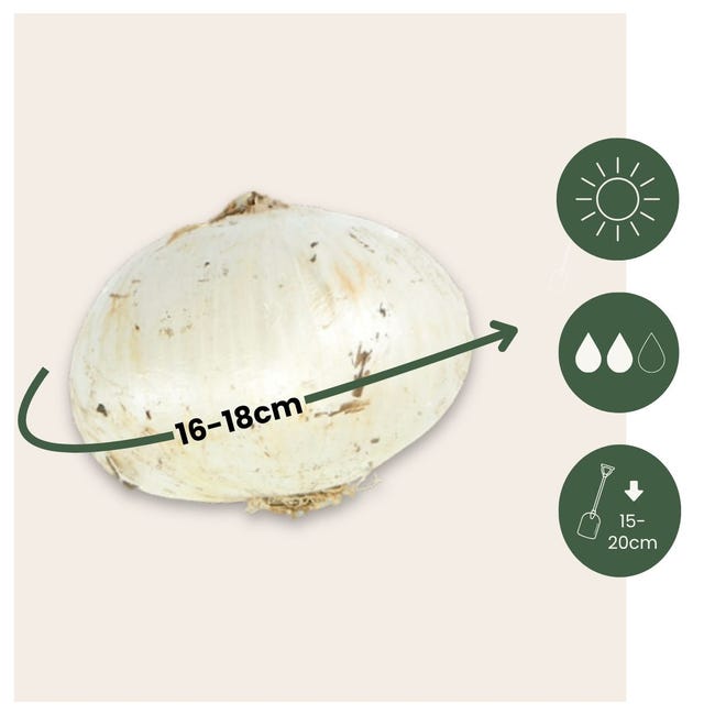 5 Bulbi Allium Giganteum - Cipolle Ornamentali Giganti Per Giardino - Foto 5