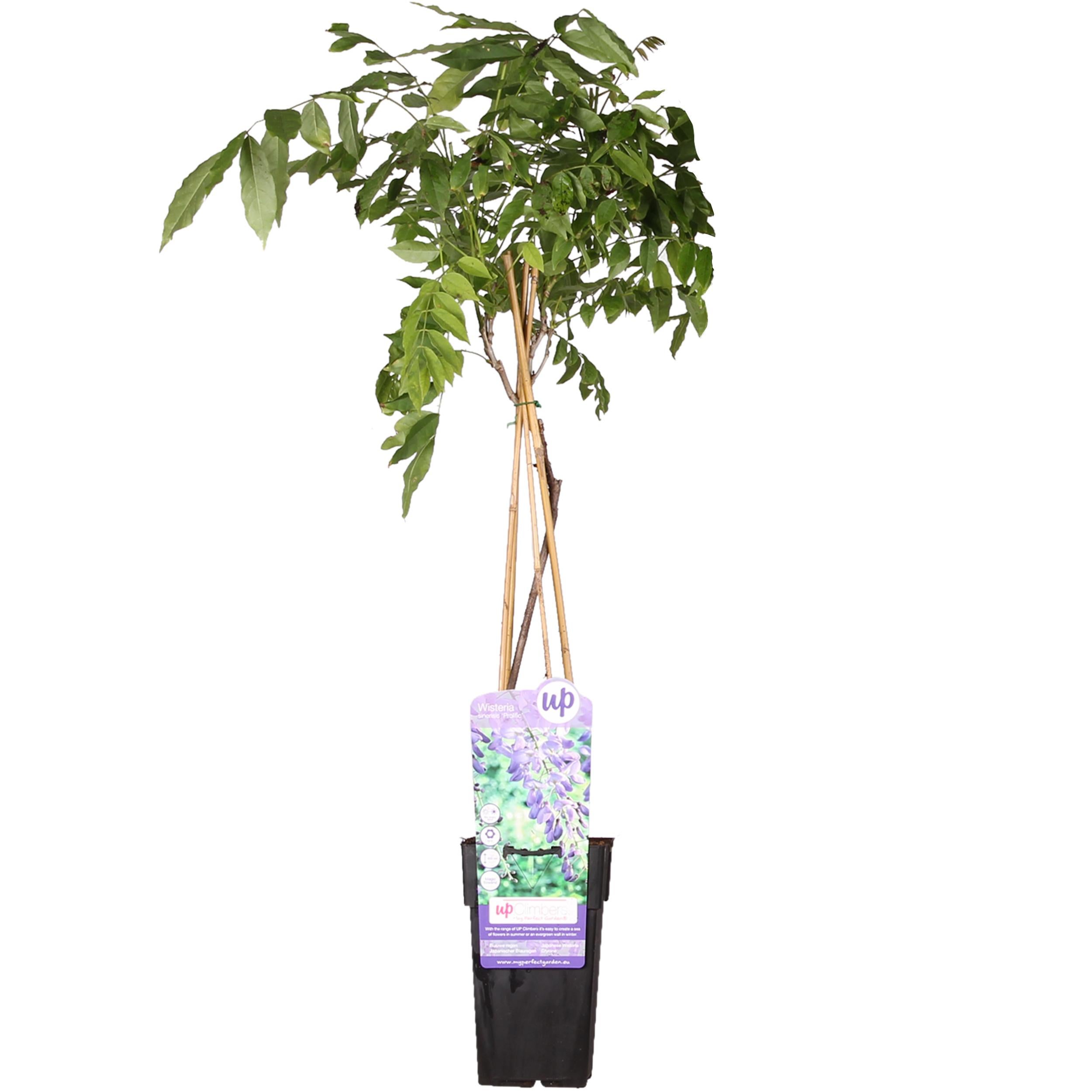 Glicynia chińska 'Prolific' - Pnącze o niebieskich kwiatach - Doniczka Ø15cm - Wys. 65cm
