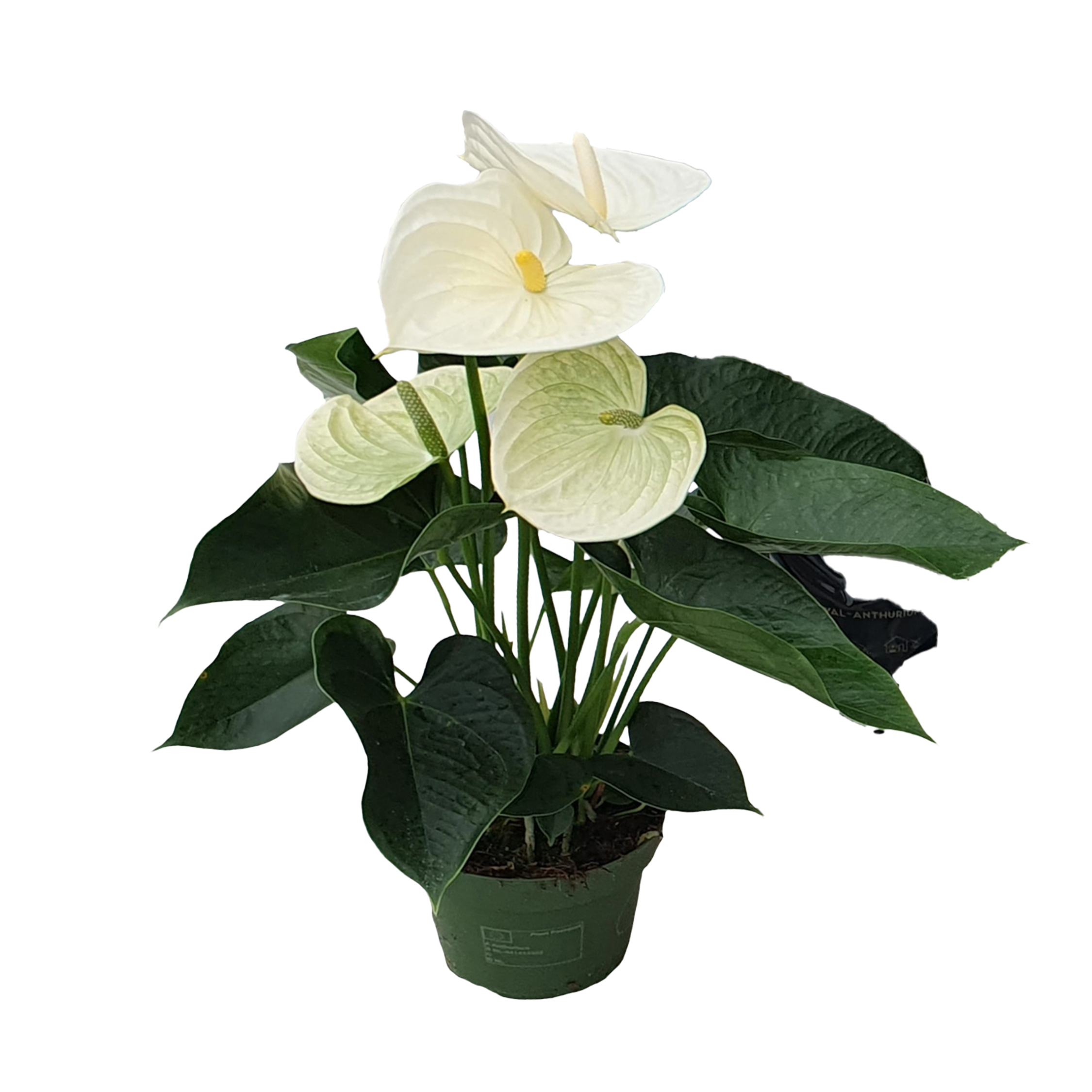 Anturio - Anthurium 'Alpine White' - Altura 40-55cm - ø14cm