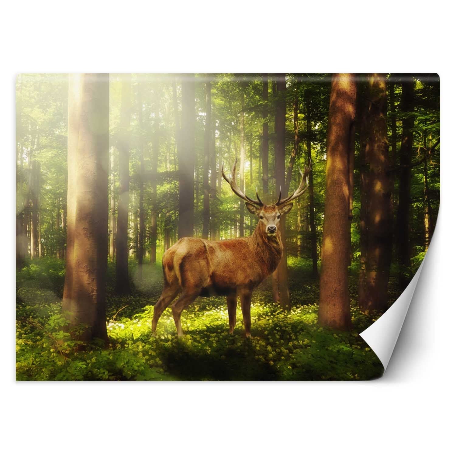 Fototapeta, Jeleń w lesie 350x245