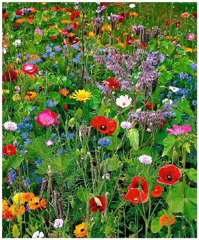 4000 semi di fiori selvatici rari semi di fiori
