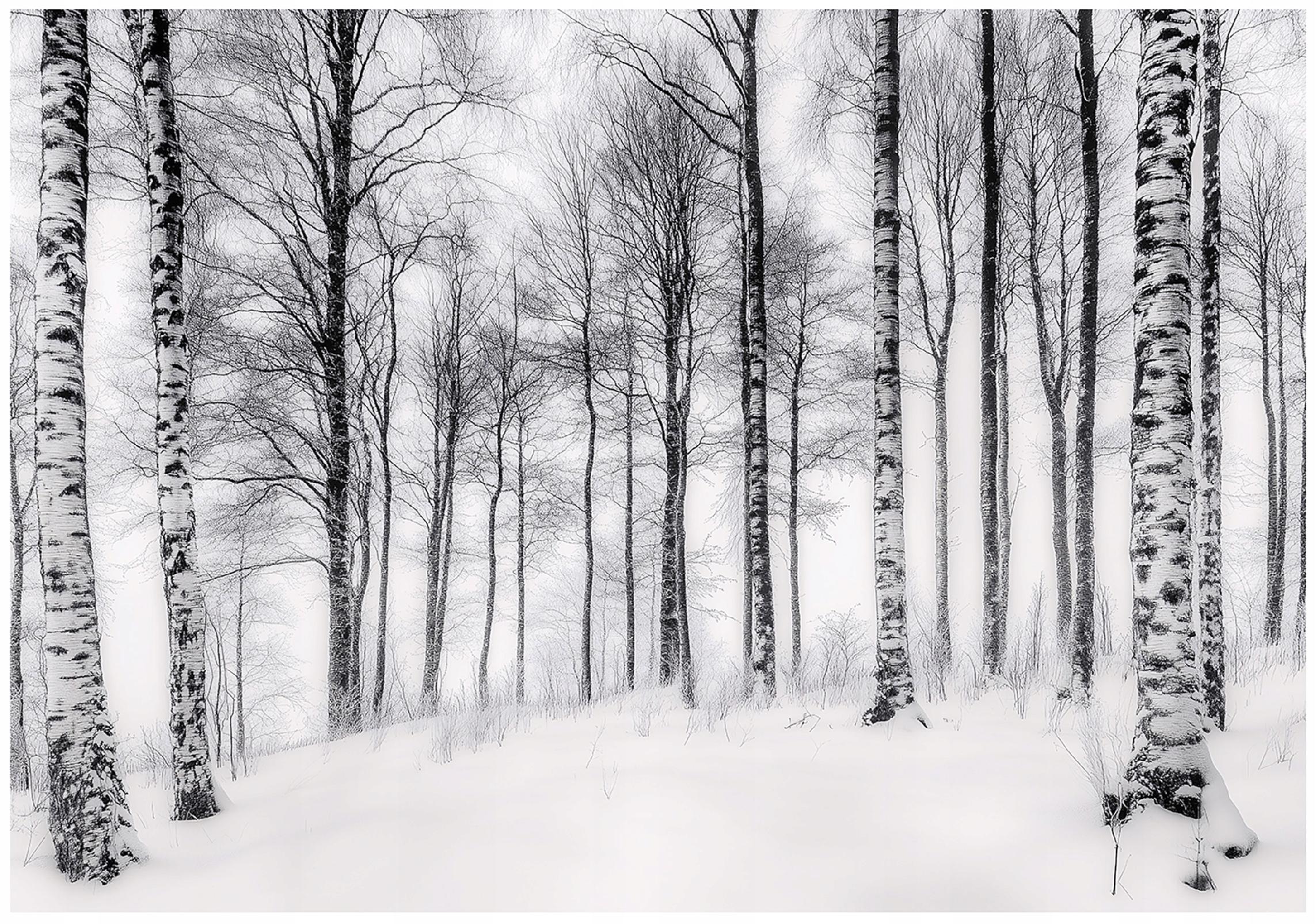 Fototapeta Drzewa Czarno Białe Las Natura 400x280 cm Tapeta Do Sypialni Salonu Kuchni Na Flizelinie