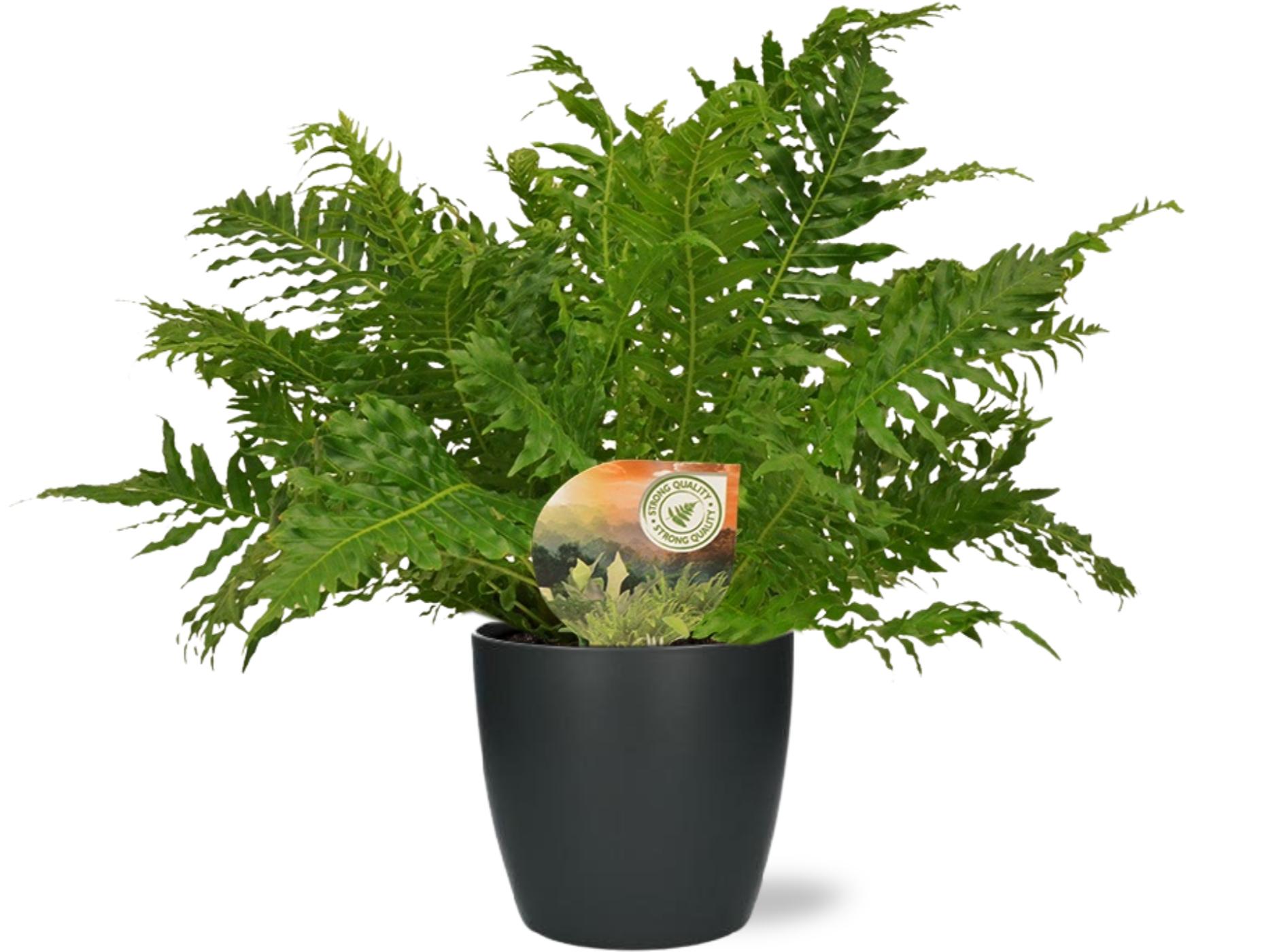 Blechnum Silver Lady w doniczce Brussels antracyt Ø18x17cm - Roślina doniczkowa 17-50cm