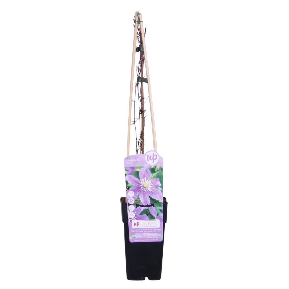 Clematis ‘Justa’ – duże lilowe kwiaty (15-65 cm, mrozoodporny)