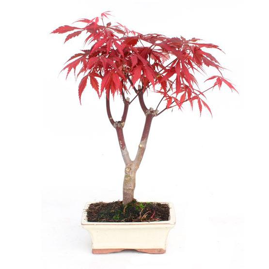 Vaso bonsai ceramica blu n2 22x15 cm