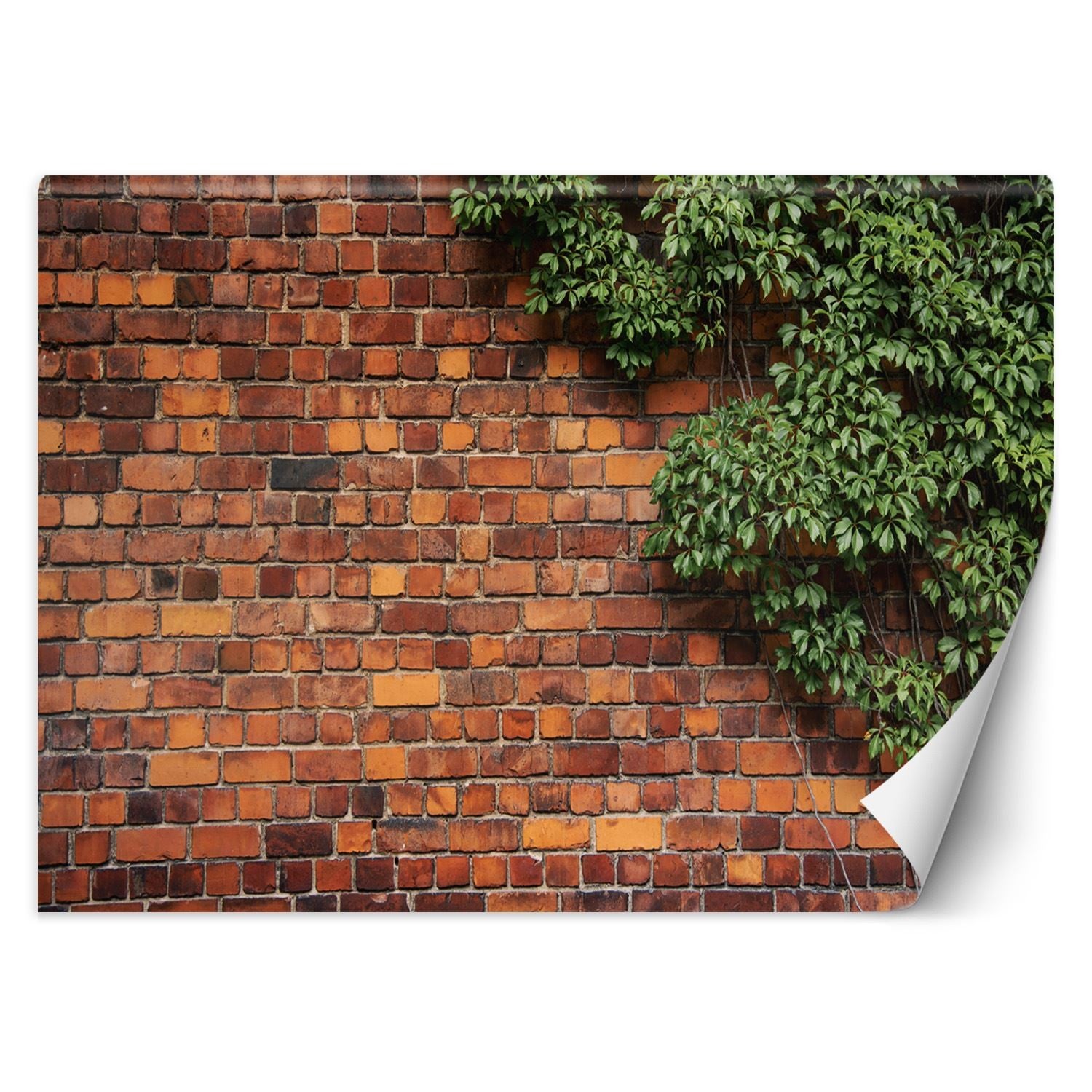 Fototapeta, Mur z cegły rośliny 300x210