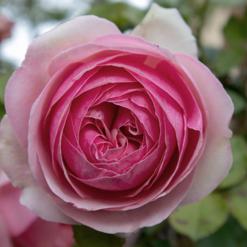 Pianta di Rosa PIERRE DE RONSARD ® Meilland rampicante in vaso 20 cm ...