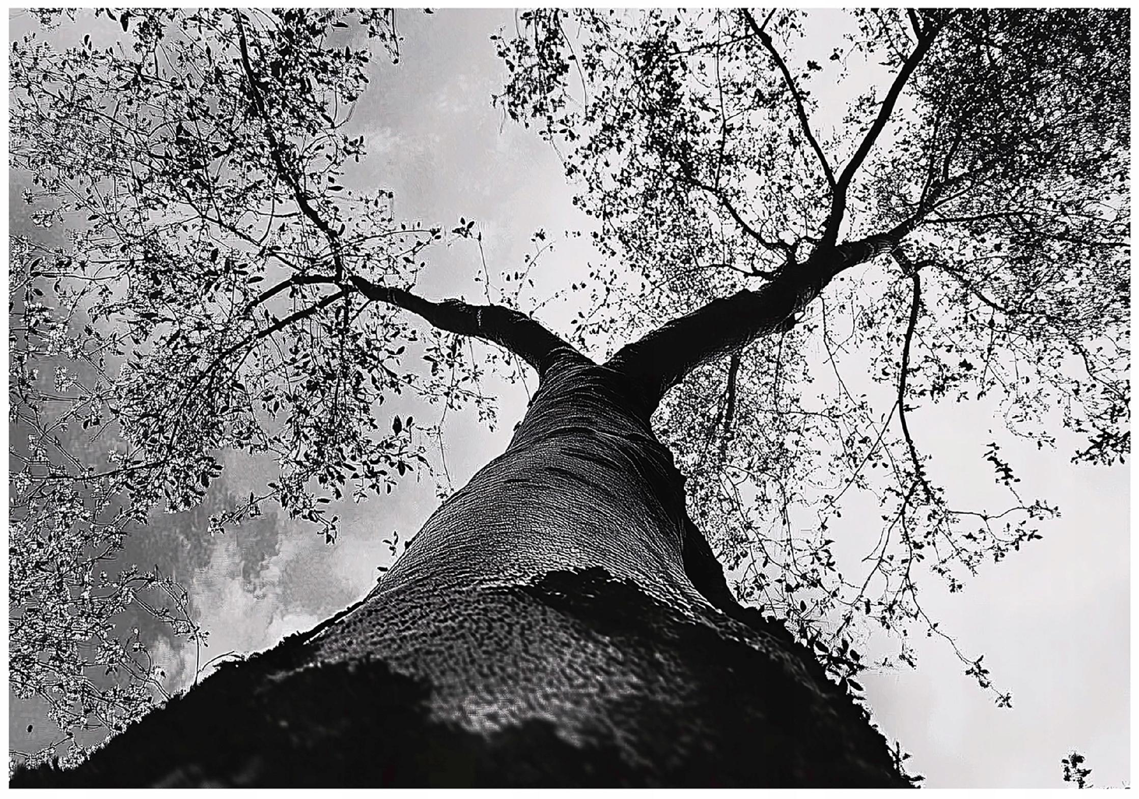 Fototapeta Drzewo 3D Czarno Białe Natura 400x280 cm Tapeta Do Sypialni Salonu Kuchni Na Flizelinie