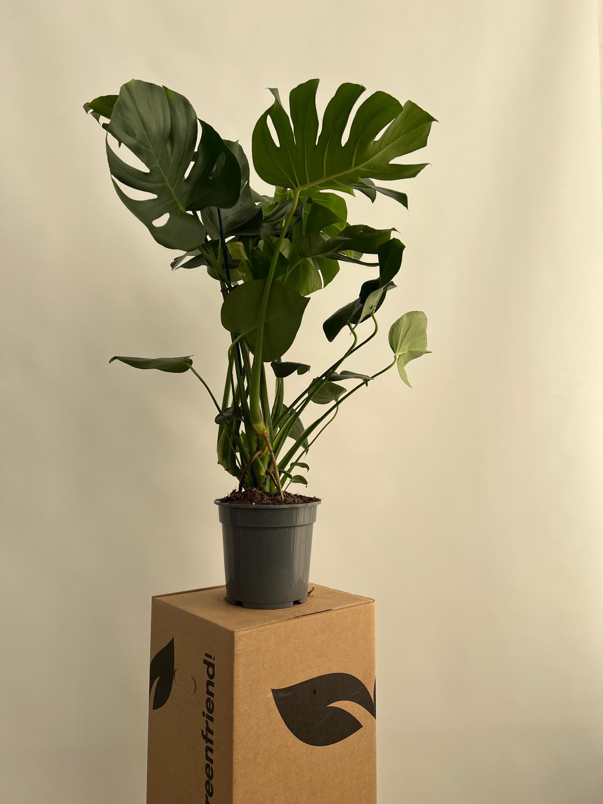 Costilla de Adán - Monstera Deliciosa Planta Natural M20 Altura 65-80cm en Maceta de 20cm de diámetro - 2