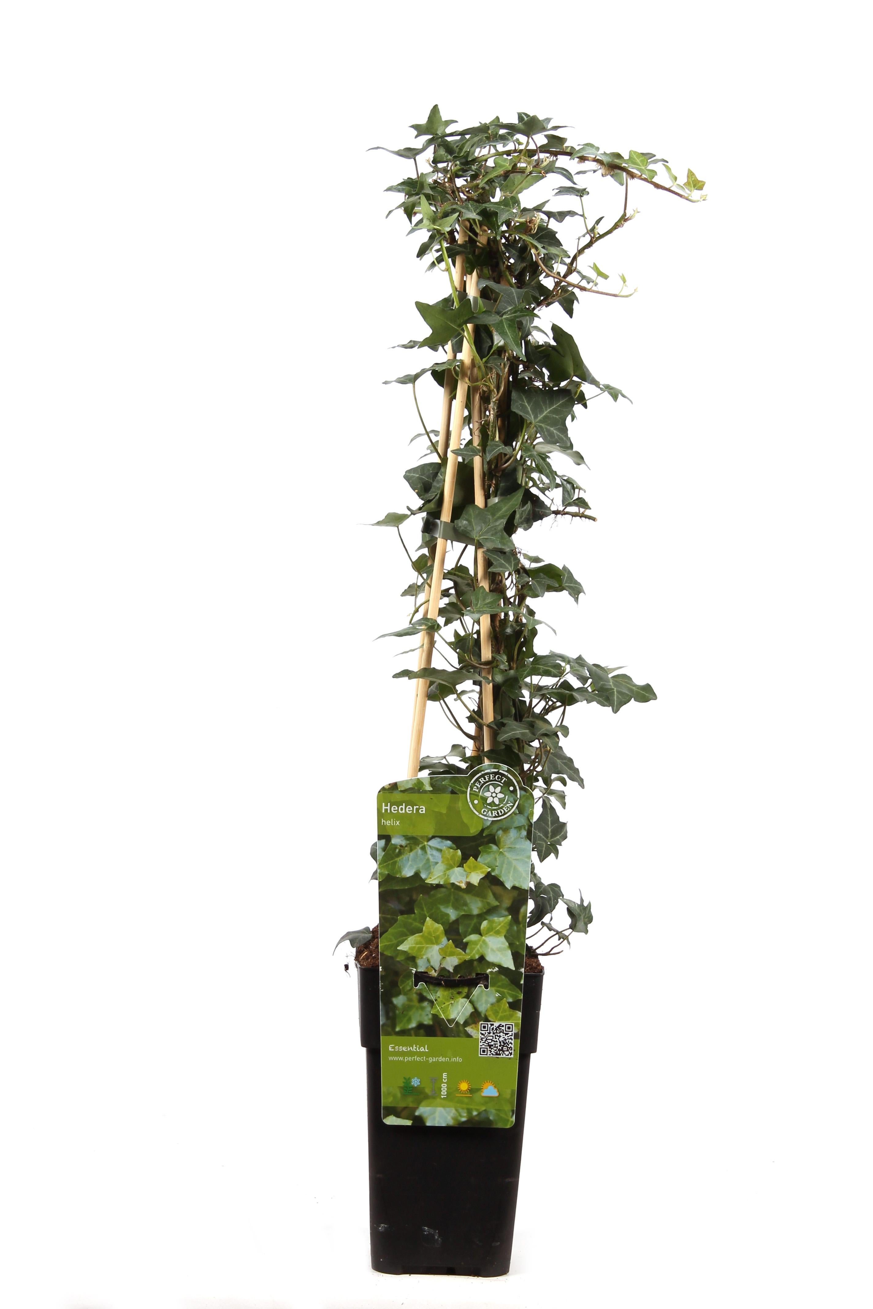 Hedera helix - Bluszcz pnący zimozielony - 15cm - 65cm