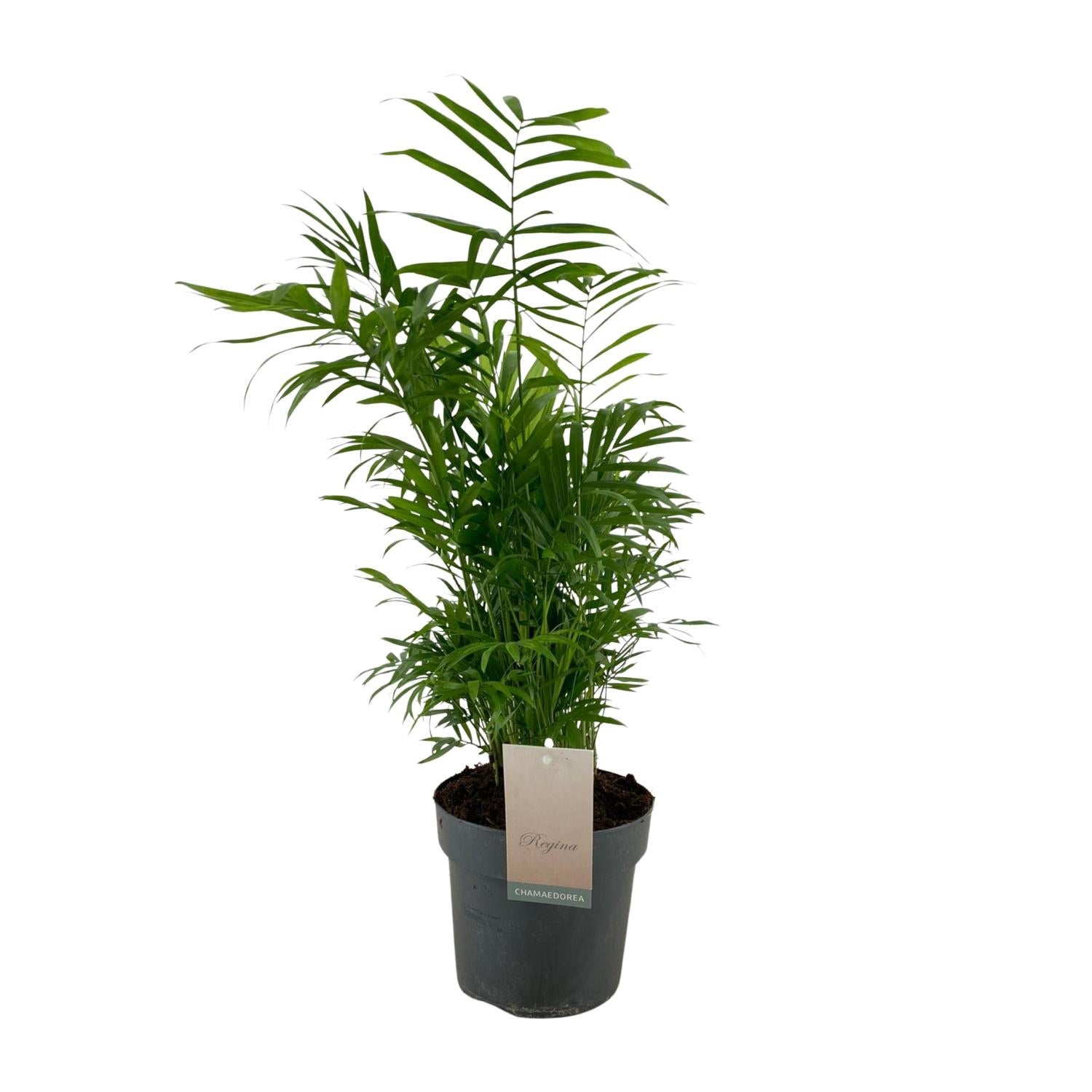 Chamaedorea Elegans Palma doniczkowa Ø17cm ↕50cm Oczyszczająca Powietrze