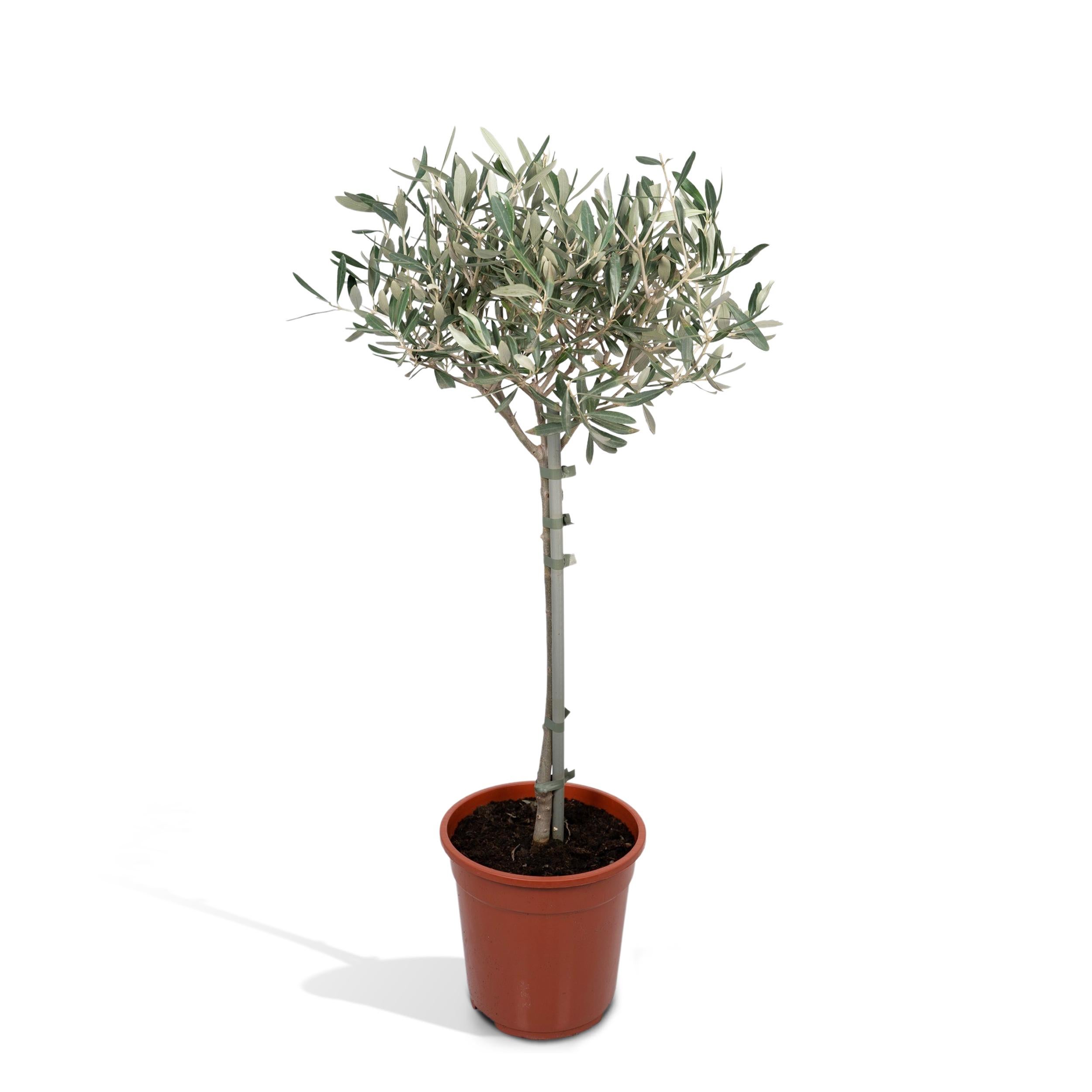 Olea Europaea - Oliwka standardowa o srebrzystych liściach - Wys. 90cm - Doniczka Ø19cm