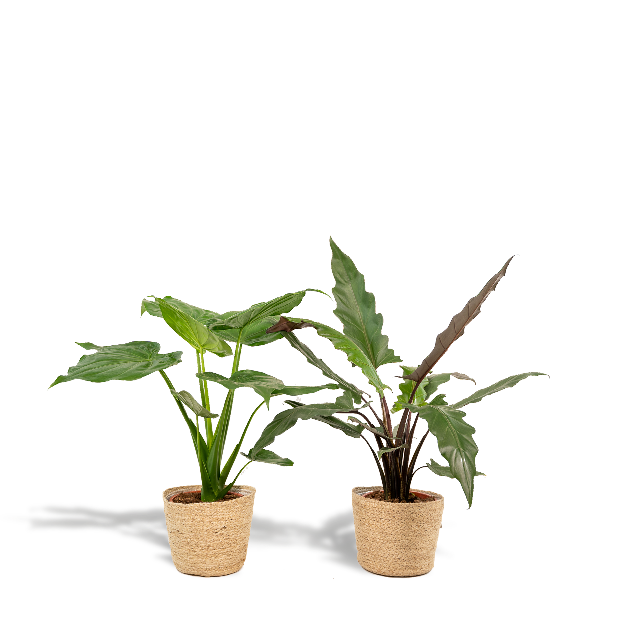 Alocasia Cucullata + Alocasia Lauterbachiana – Zestaw roślin tropikalnych w koszu Selin