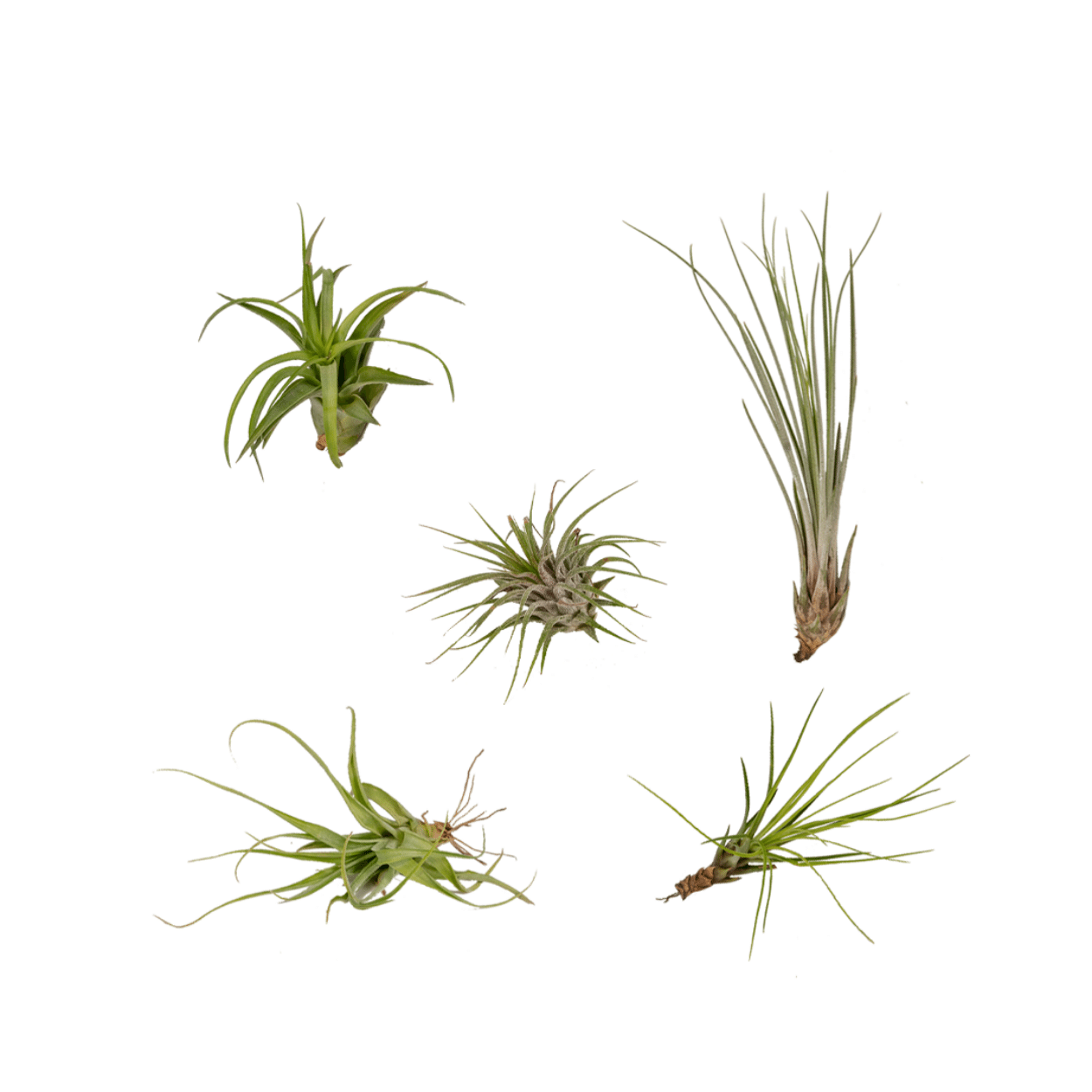 Everspring - Mix Tillandsia Air 5 szt. - Rośliny Powietrzne 6 cm | Ionanta, Argentea, Gardneri, Oaxacana