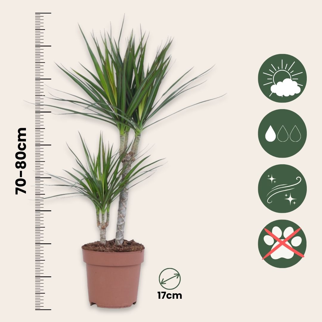 Dragonnier - Dracaena marginata - Hauteur 70-80cm - ⌀17cm - 2