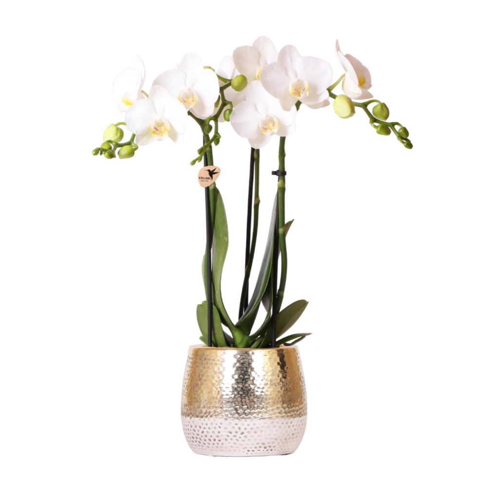Witte orchidee 'Lausanne' 9cm - Kolibri Company