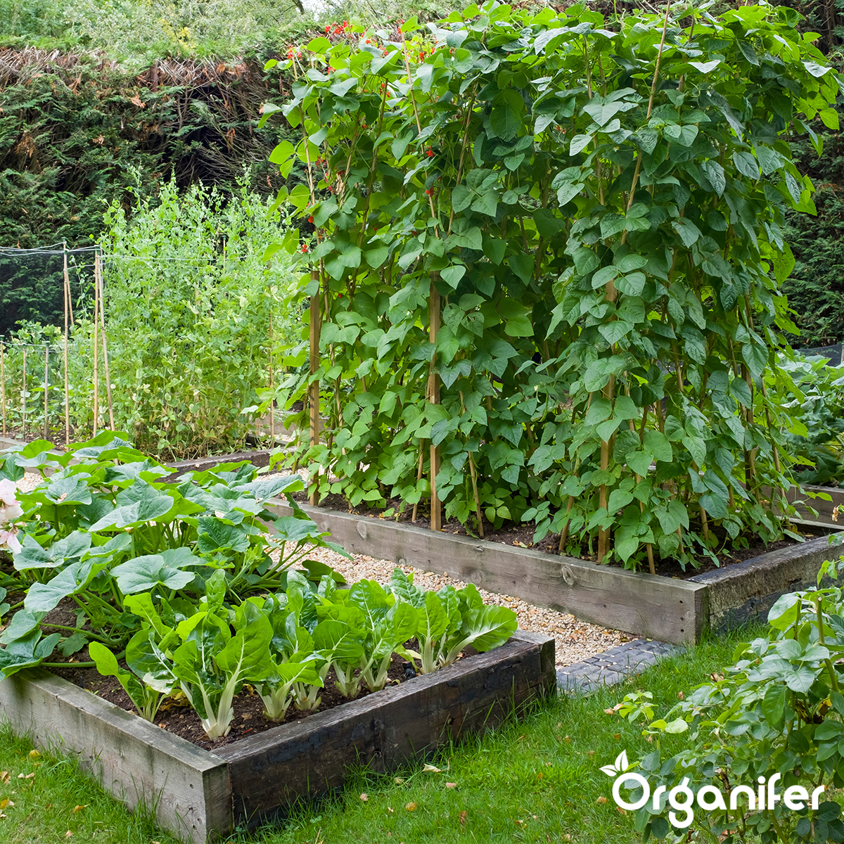 Pack De Semences De Légumes - 25 Variétés Culinaires - Organifer - 4