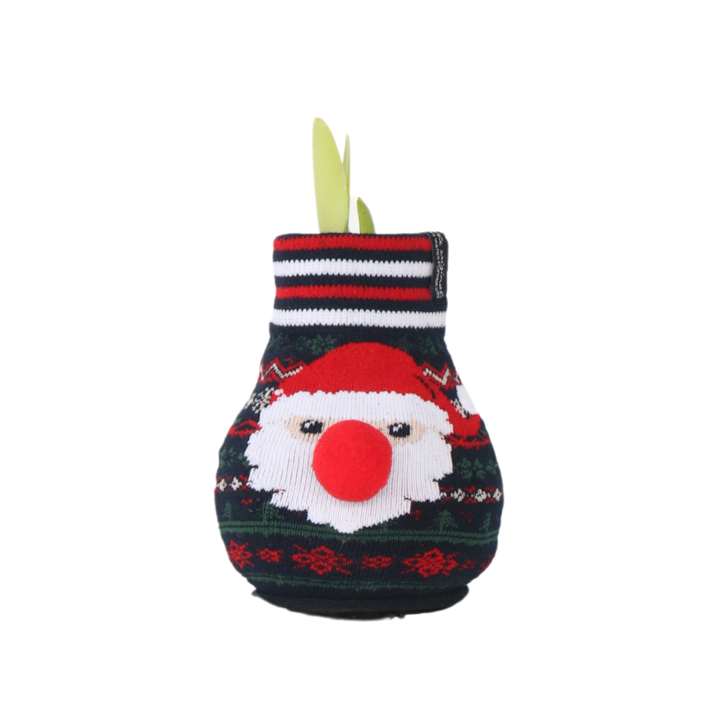 Bulbo De Amarilis De Cera Santa Claus | Tamaño Grande 26/30 | Hippeastrum Real | Para Maceta O Jarrón Con Agua