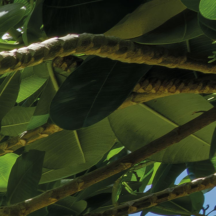 Fotomurale in tessuto non tessuto di Komar - Stefan Hefele Cast Away Jungle - Dimensione: 450 x 280 cm - 8