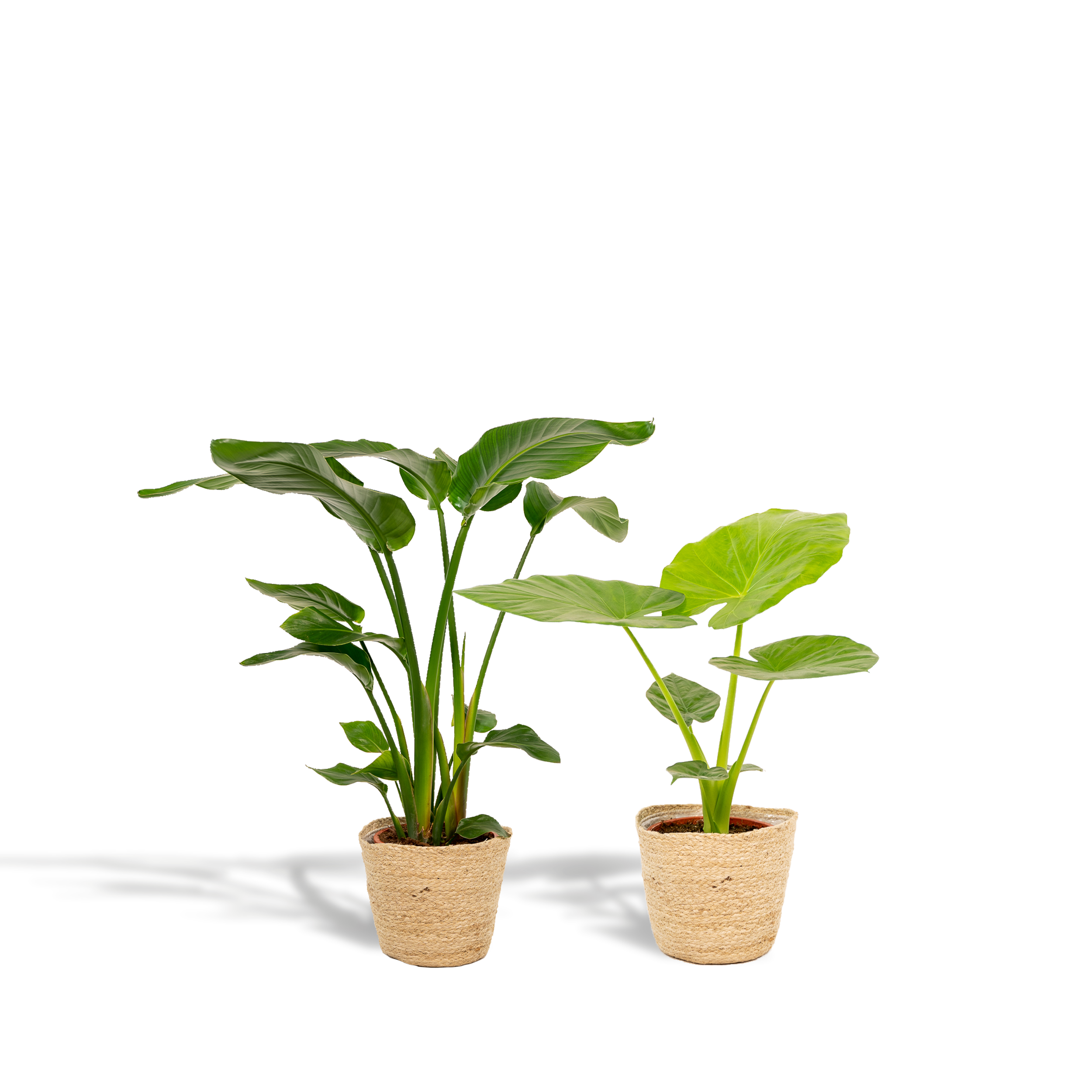Strelitzia Nicolai + Alocasia Macrorrhiza – Zestaw roślin tropikalnych w koszu Selin