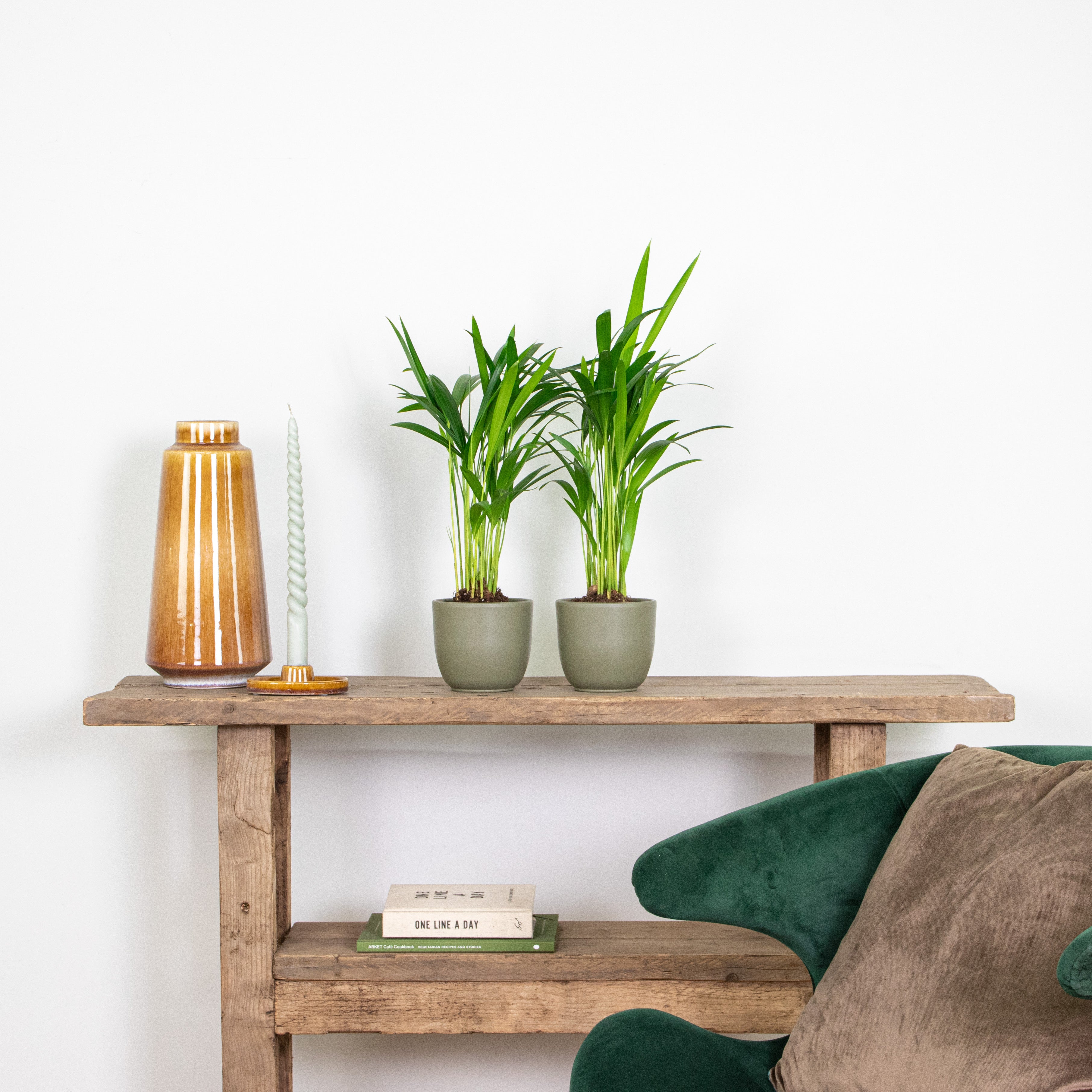 Lot de 2 - Dypsis Lutescens - Palmier Areca - Plantes d’intérieur - H. 20-30 cm - P. 10,5 cm - 4