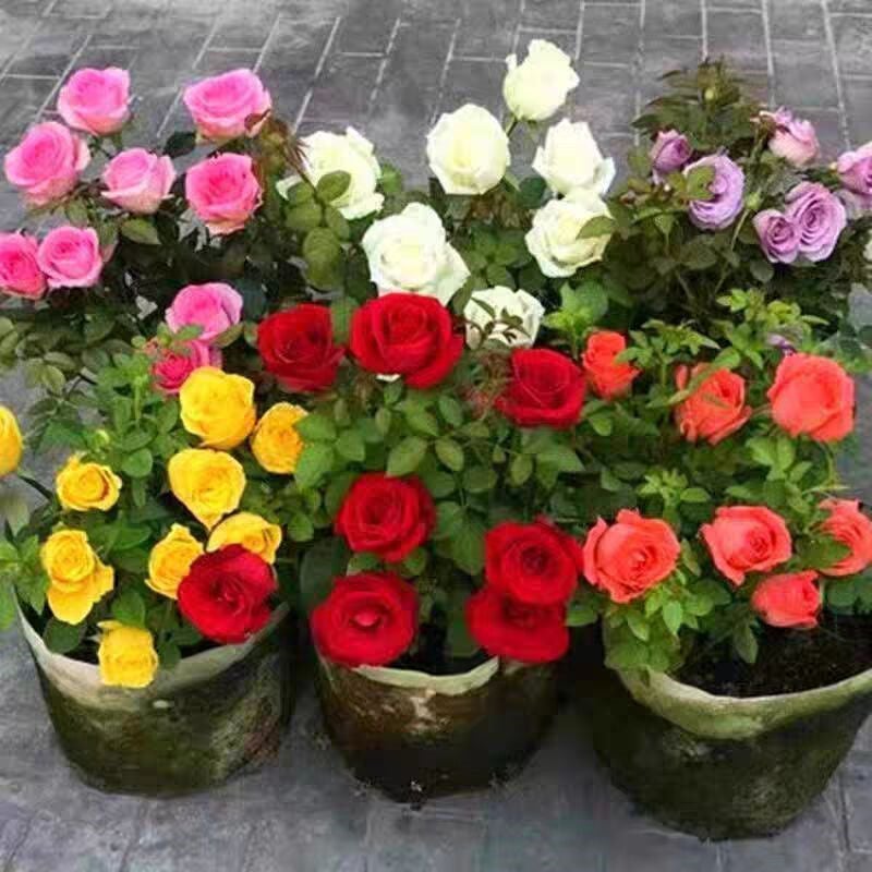 1200 graines de rosiers, graines de fleurs vivaces d'extérieur, graines de fleurs vivaces à planter, taux de germination élevé - 6