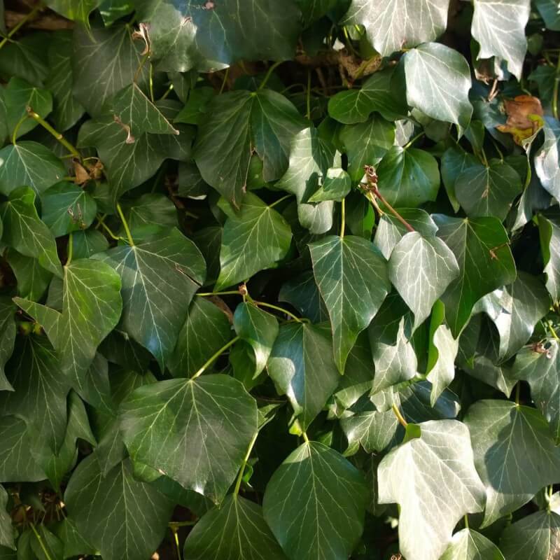 Lierre des Bois ou Lierre Commun (Hedera Helix) - Godet - Taille 13/25cm - Pépinières Naudet - 3