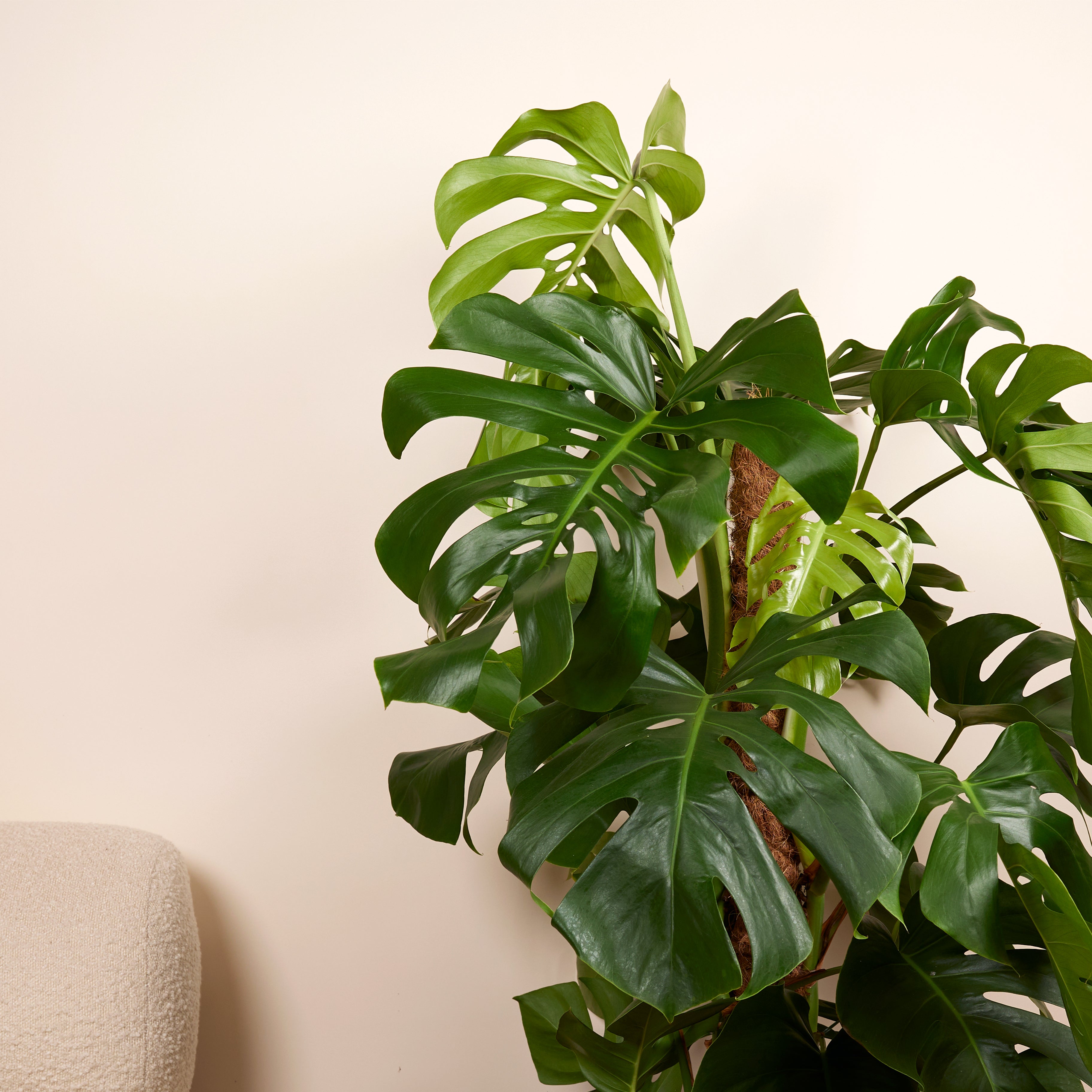 Monstera Deliciosa - Avec tige de mousse - Plante à fromage suisse - H. 120-140 cm - P. 24 cm - 3