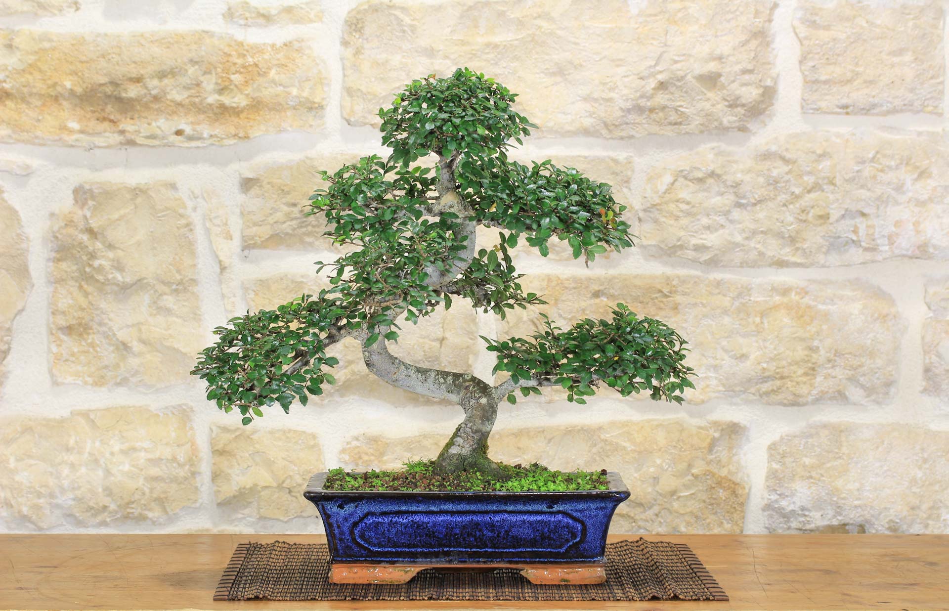 Bonsai di Olmo Cinese (141) | Leroy Merlin