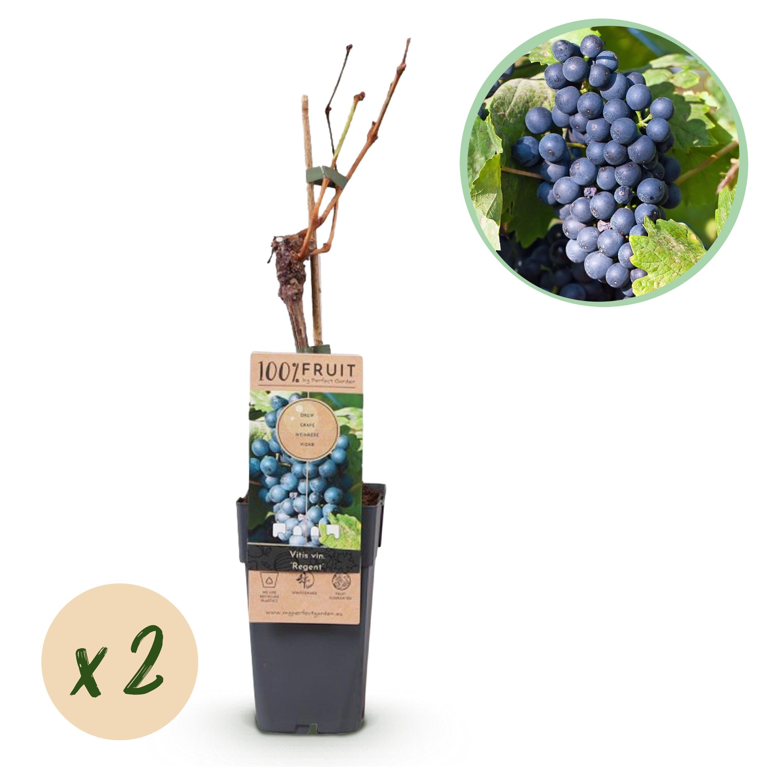 Vitis vinifera Regent – Winogrona niebieskie – 2 rośliny – Doniczka 15 cm – Wysokość 50 cm