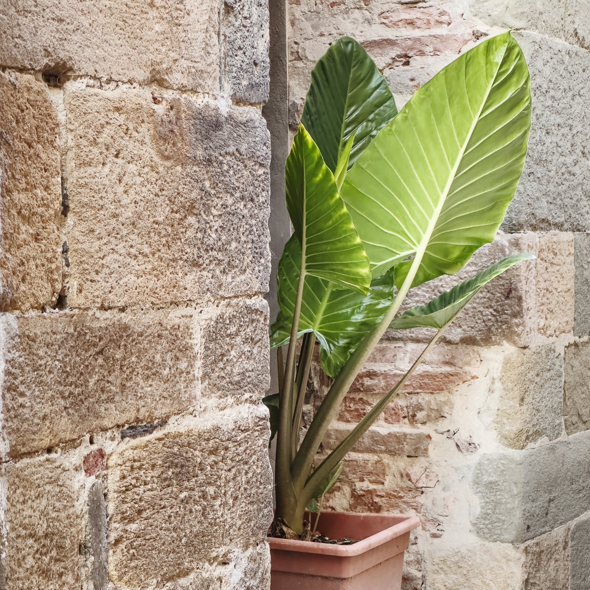 Plante éléphant - Alocasia 'Odora' - Hauteur 55-75cm - ⌀17cm - 3