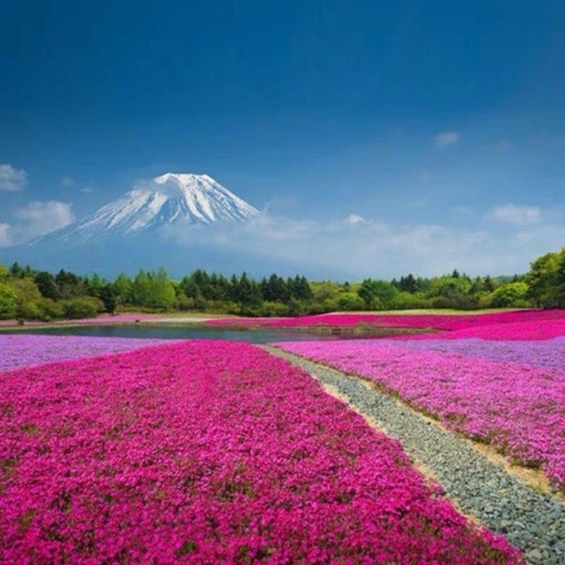 Un lot de 1&nbsp;000 graines de phlox rose Shibazakura, résistantes à l'hiver, idéales pour les jardins et les balcons. - 3