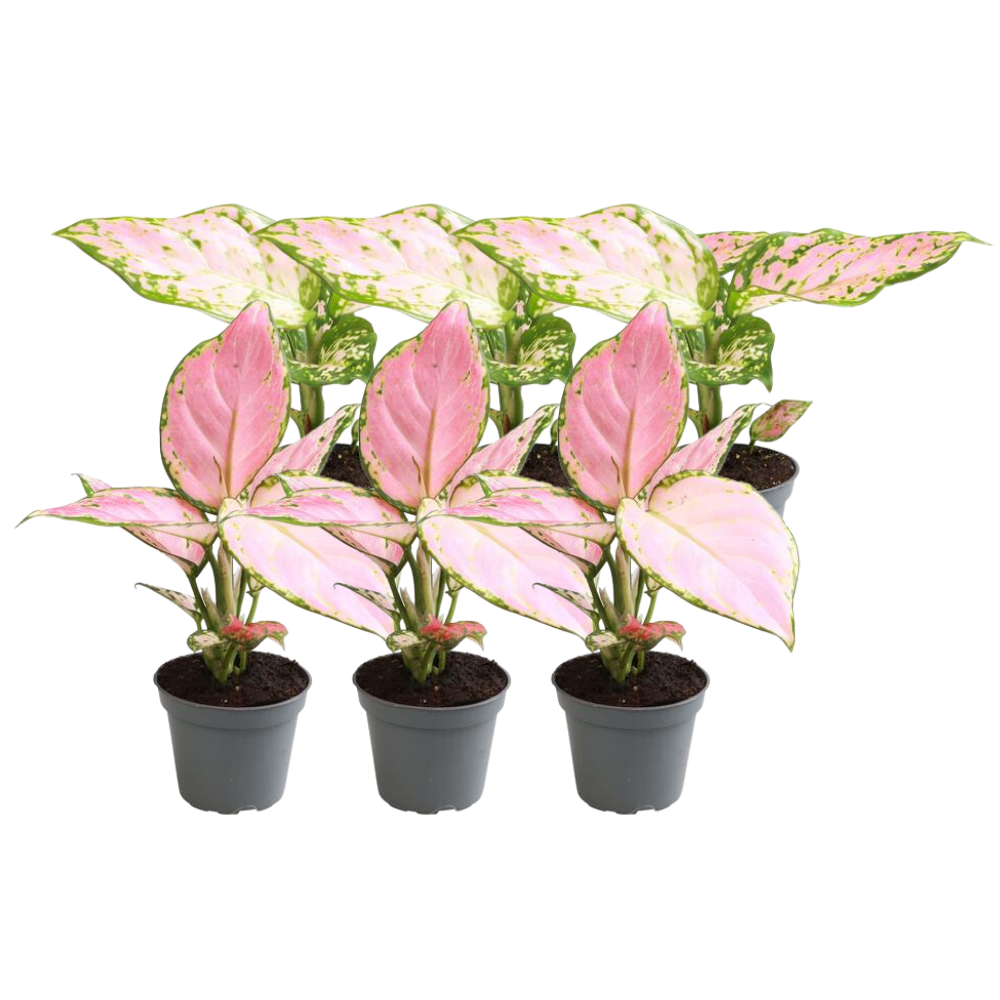 Zestaw 6 roślin Aglaonema Mix – 3 Red Valentine + 3 Red Zirkon – Rośliny doniczkowe ozdobne
