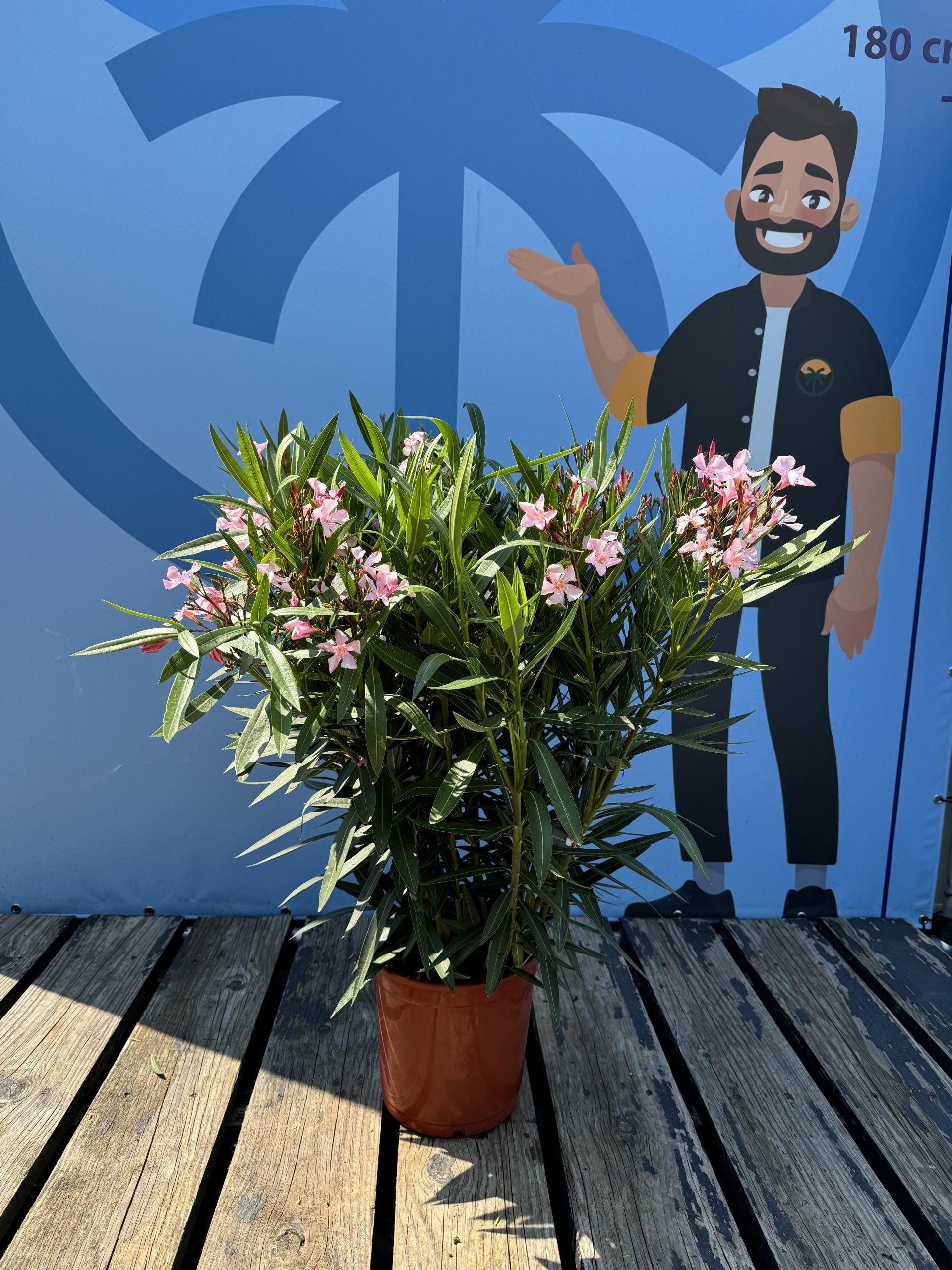 Laurier-rose rose - Nerium oleander - 120 cm | Leroy Merlin