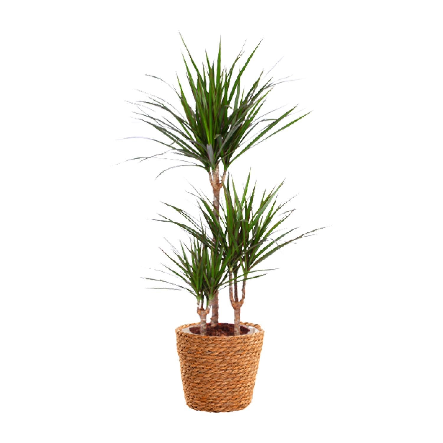 Dracaena Marginata roślina doniczkowa Ø21cm wysokość 95cm, smokowiec, ozdobne liście egzotyczne, łatwa pielęgnacja